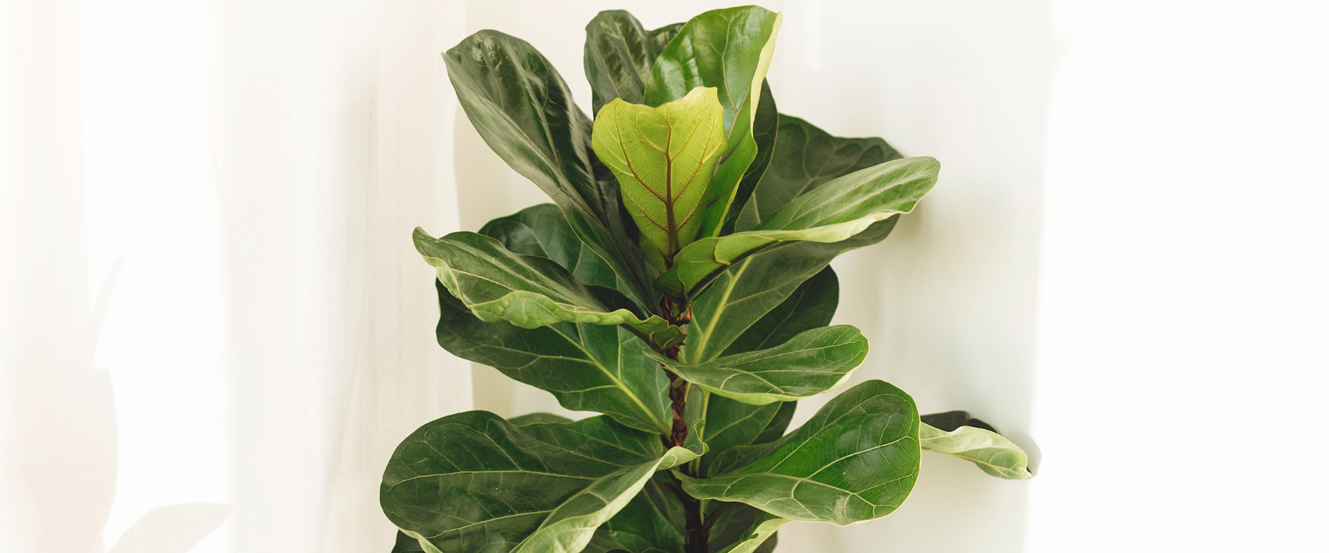 Fiddle Leaf Fig Plant Care Guide: How to Grow the Stunning Ficus Lyrata Indoors