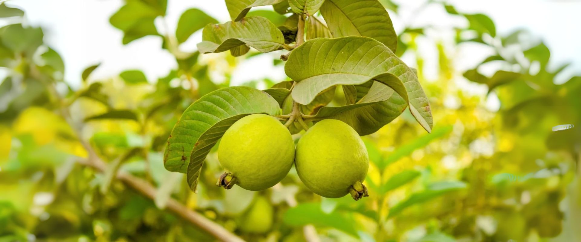 The Complete Guide to Guava Plants: Guava variety name