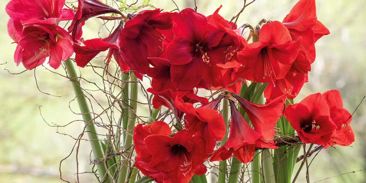 Introducing the Deep Crimson Amaryllis: A Touch of Majesty for Your Garden