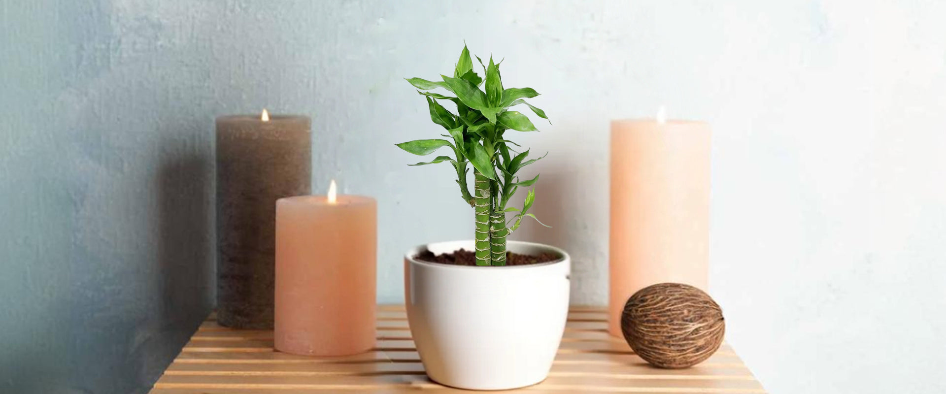 The Lotus Bamboo Plant: A Lucky Plant for Home & Office