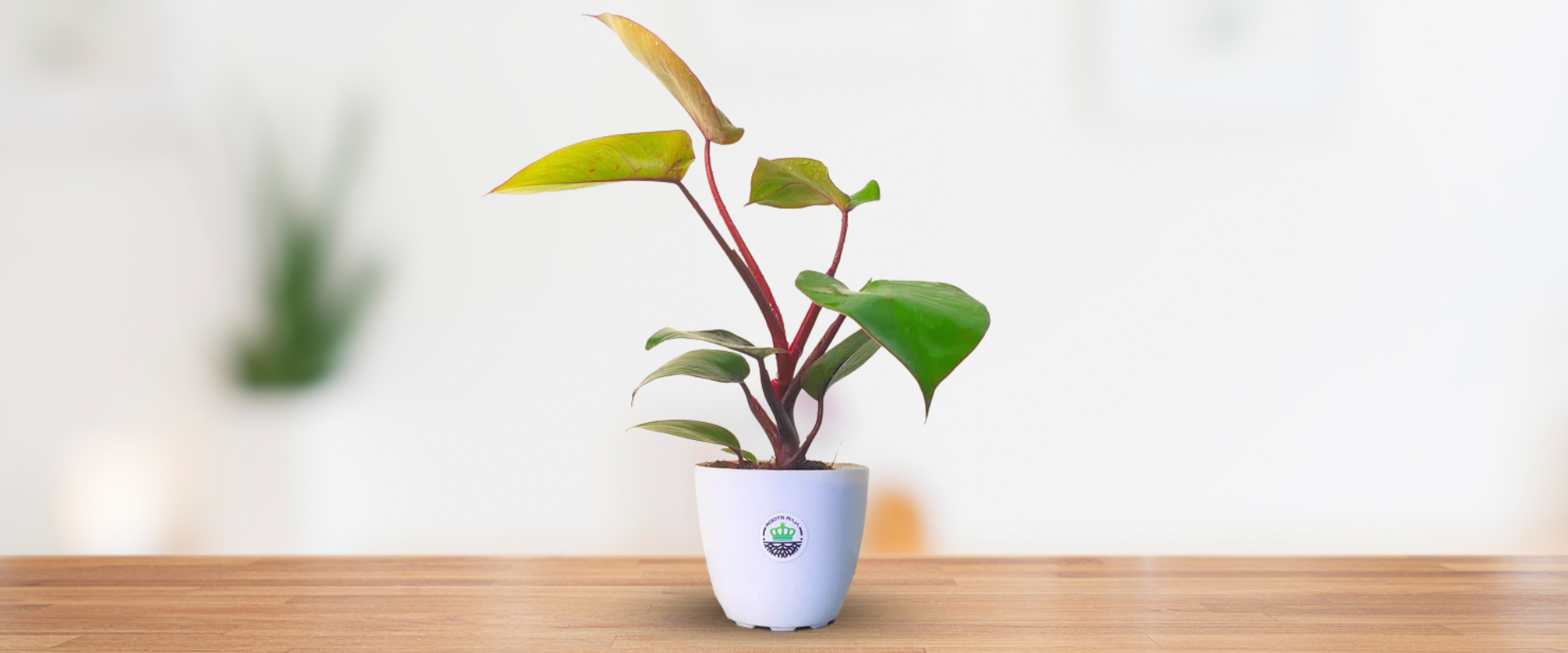 Philodendron Black Cardinal: A Modern Marvel for Indoor Greenery
