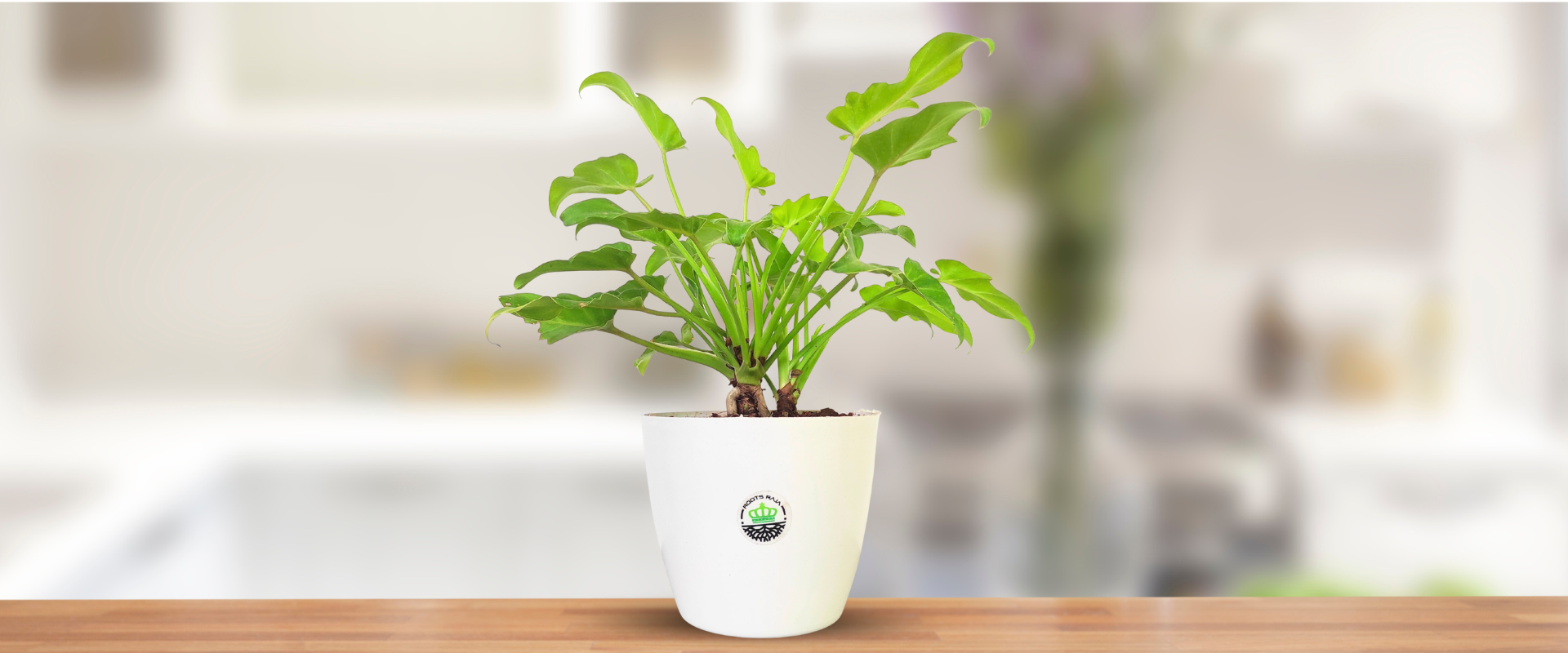 Philodendron Xanadu Plant: One of the Best Houseplants for Stylish Indoor Living