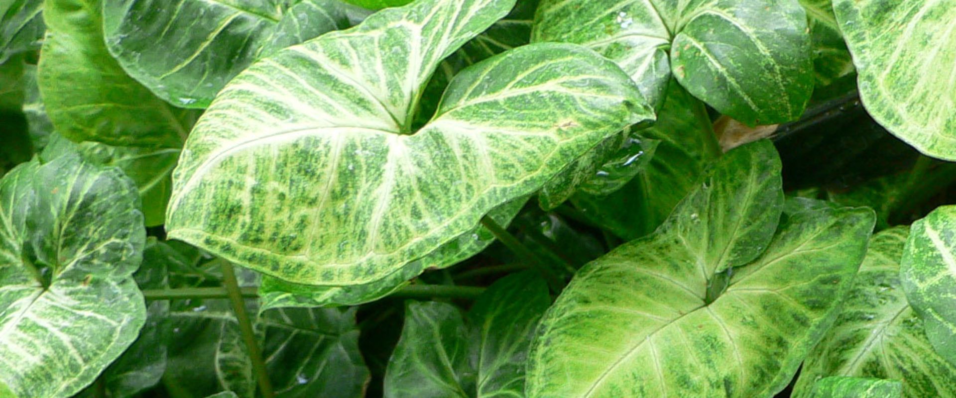 Syngonium Plant Care Guide: Tips for All Seasons & Popular Arrowhead Plant Varieties