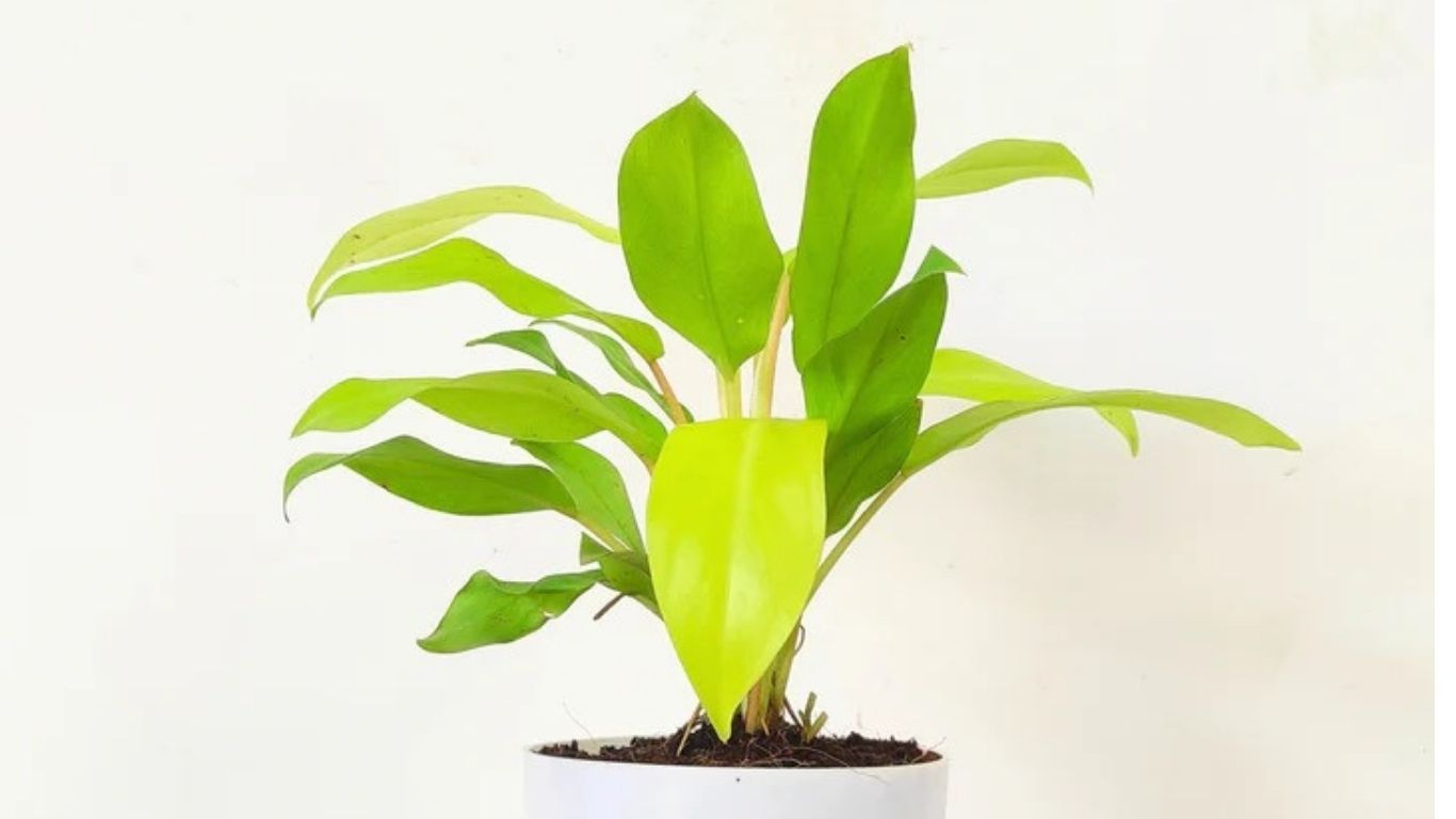 Philodendron Ceylon Golden Plant: A Tropical Beauty for Your Home