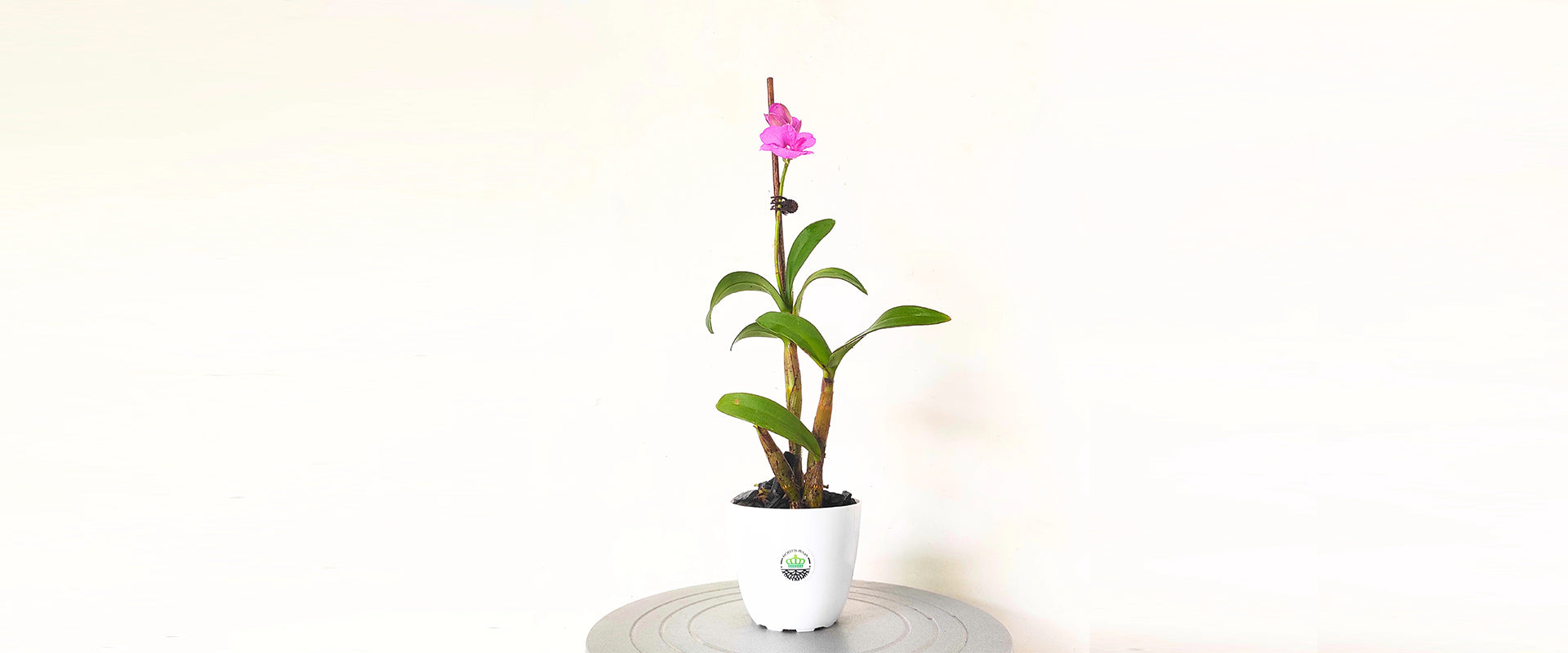 Vanda Orchid Plant Care: Complete Guide for Indoor Plants