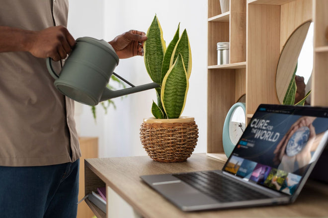 Low-Maintenance Desktop Trees for a Happier, More Productive Workday ...
