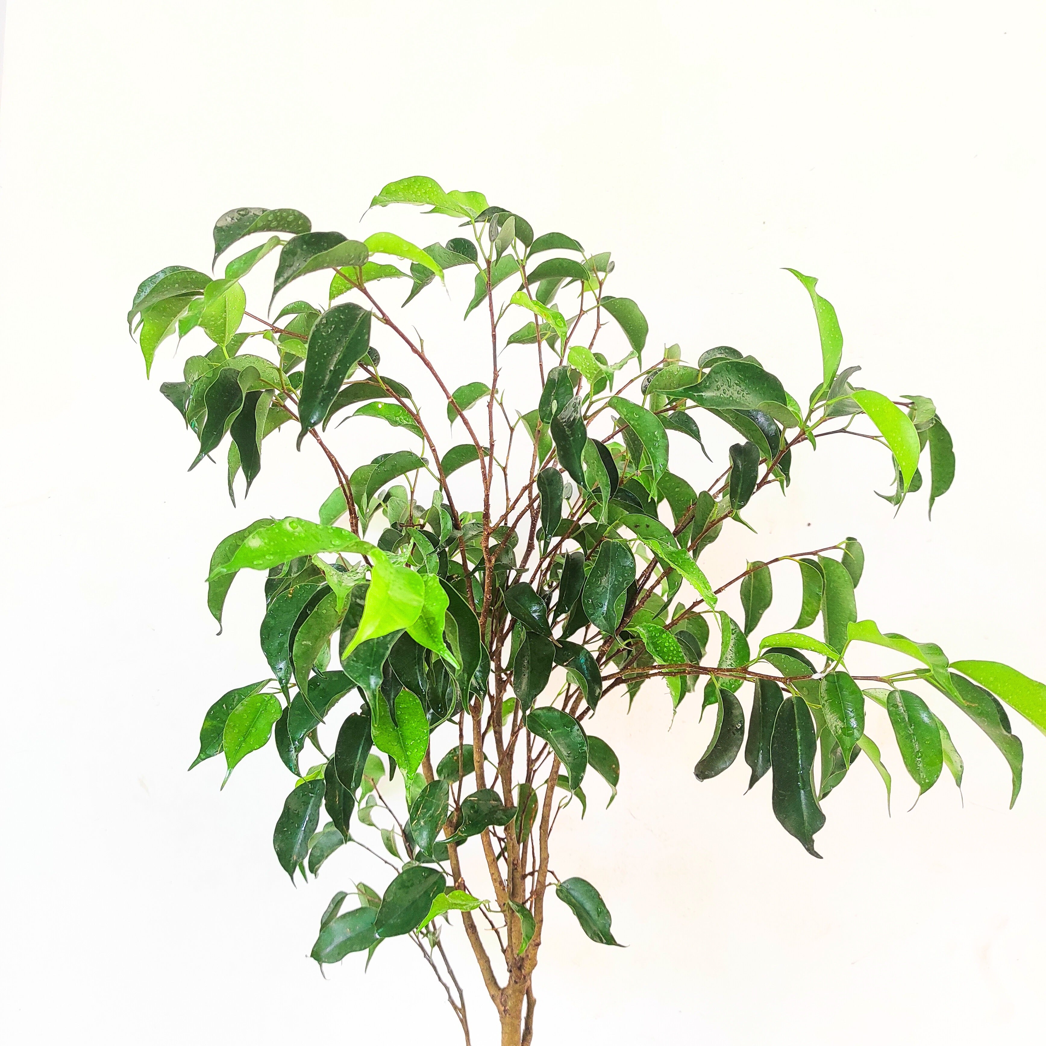 Ficus