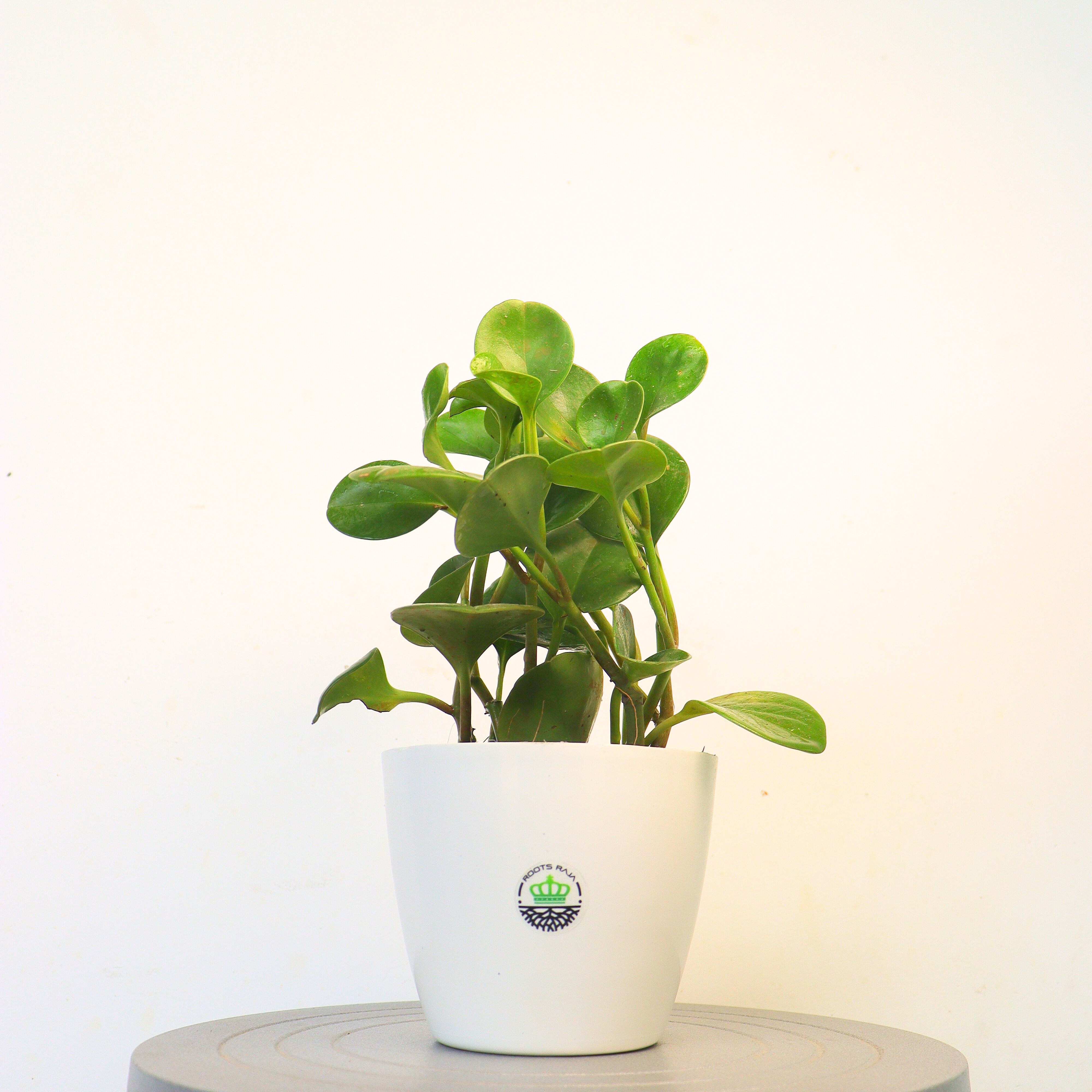 Peperomia pellucida (Green)