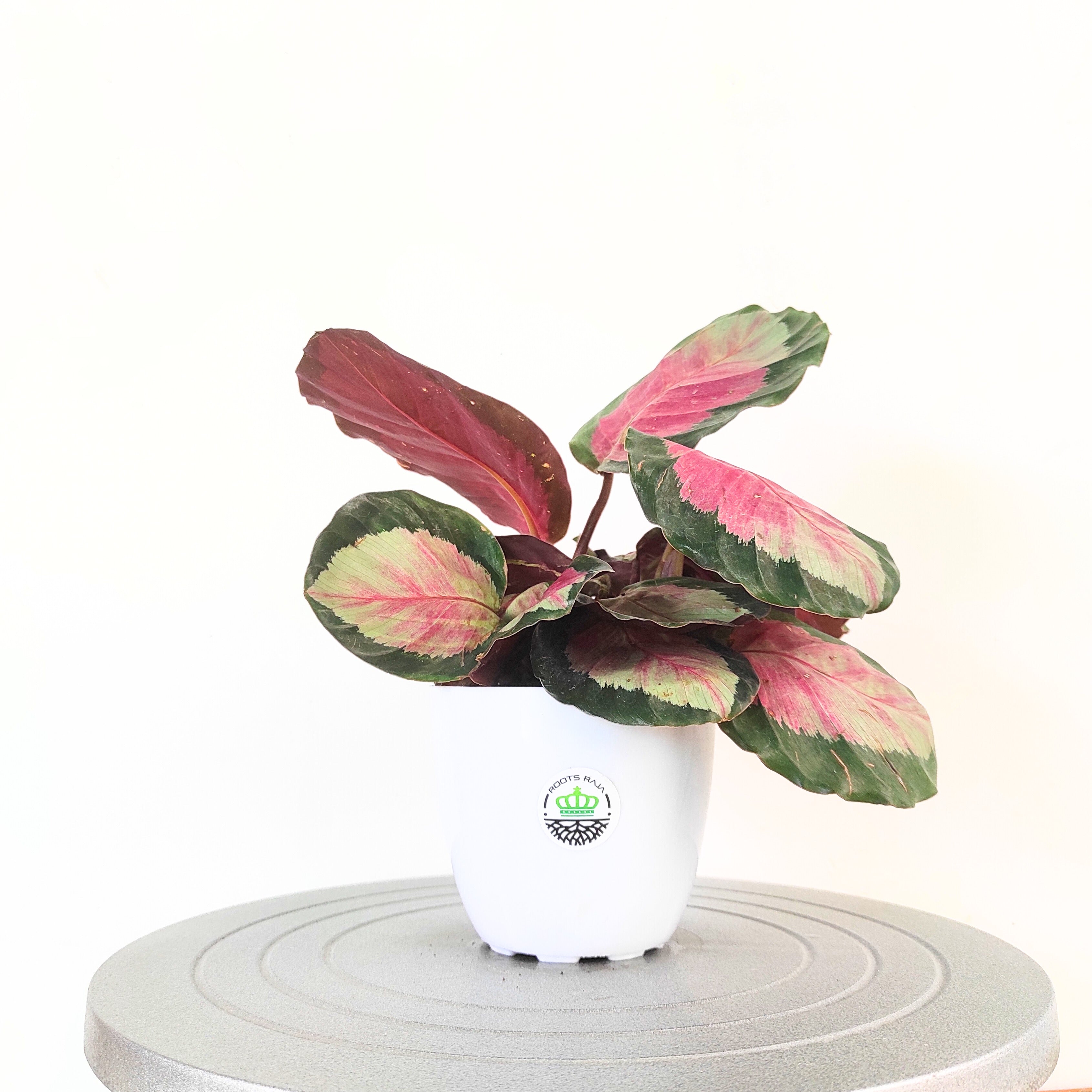 Calathea roseopicta 'Rosy'