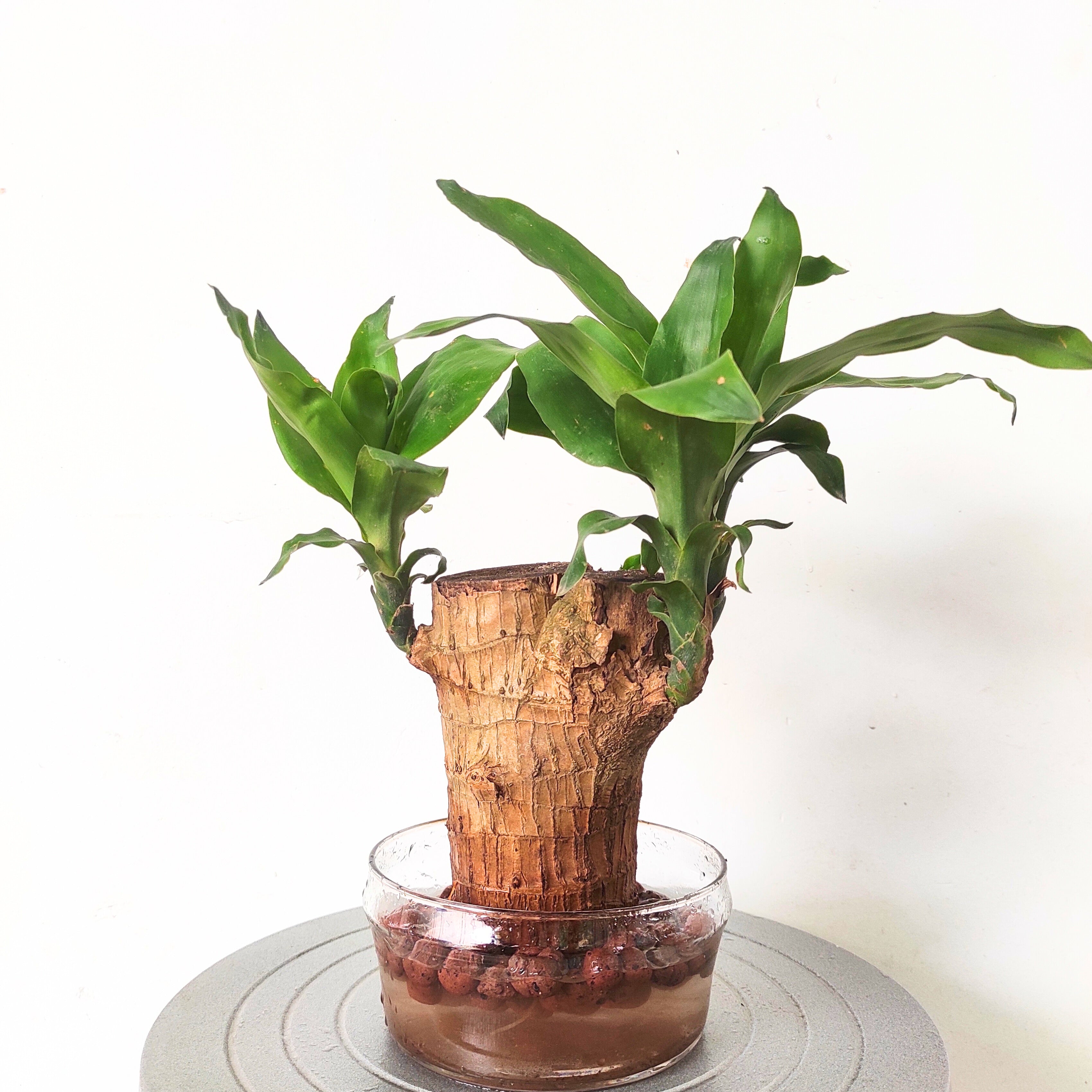 Brazilian Wood Plant