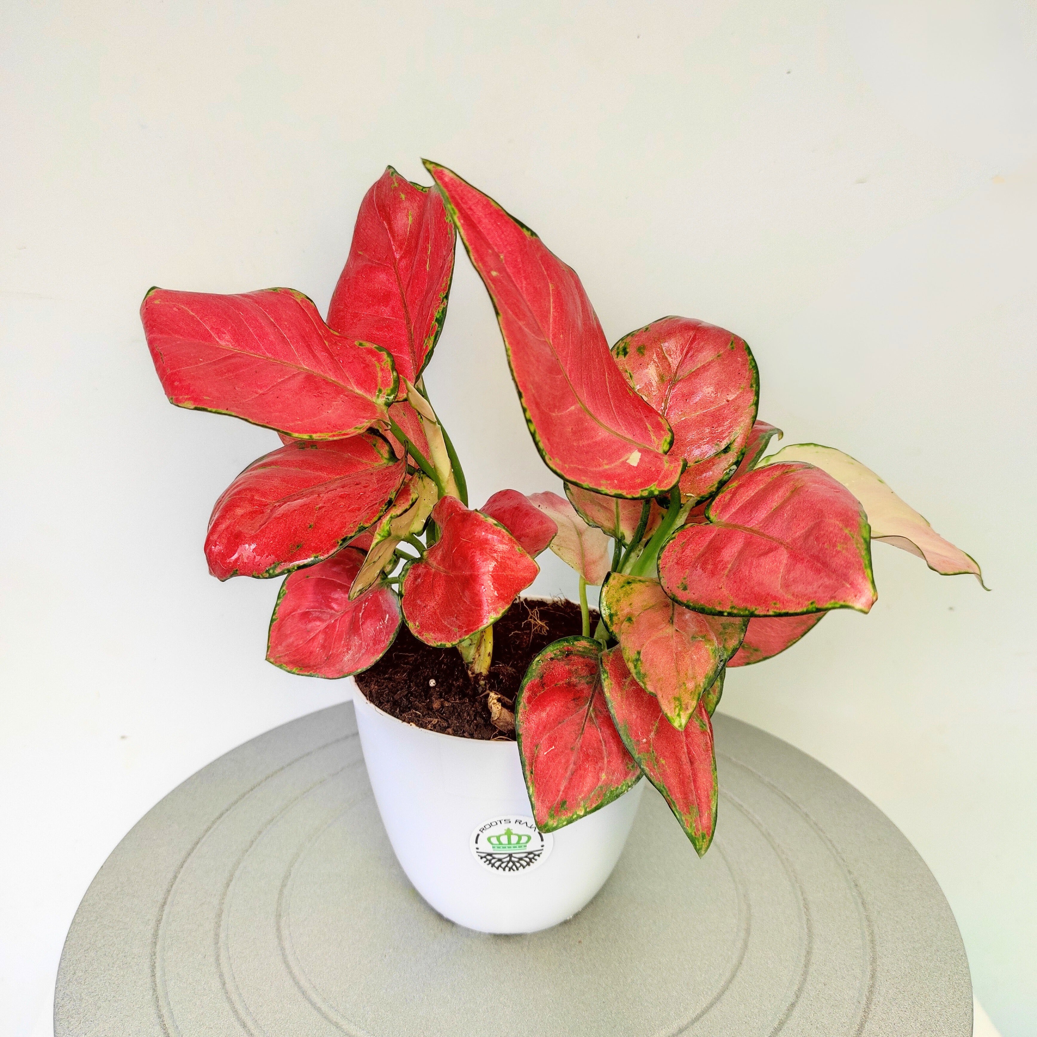aglaonema diamond red Aglaonema Red Diamond – Beautiful Indoor Plant