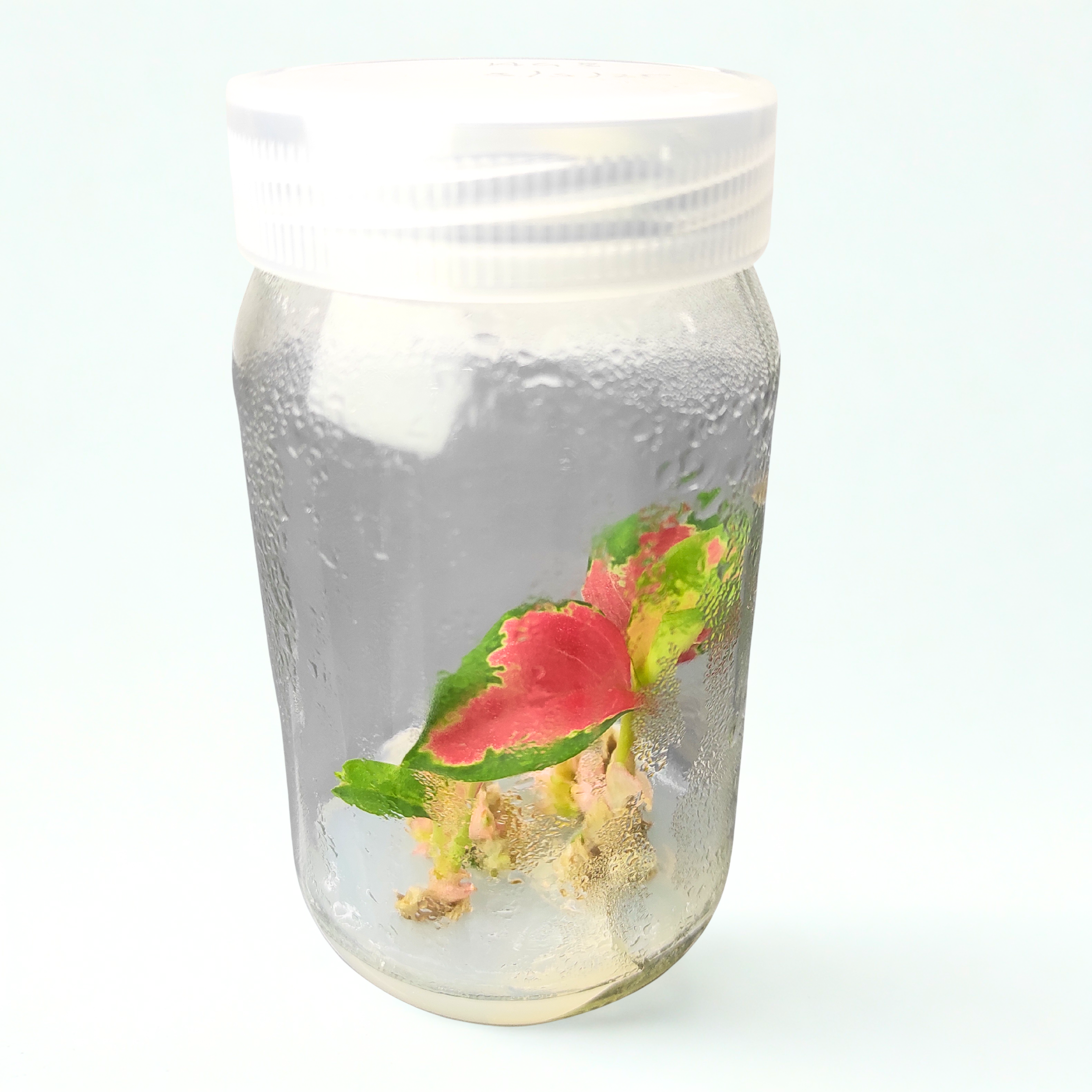 Aglaonema Red (Tissue Cultured)