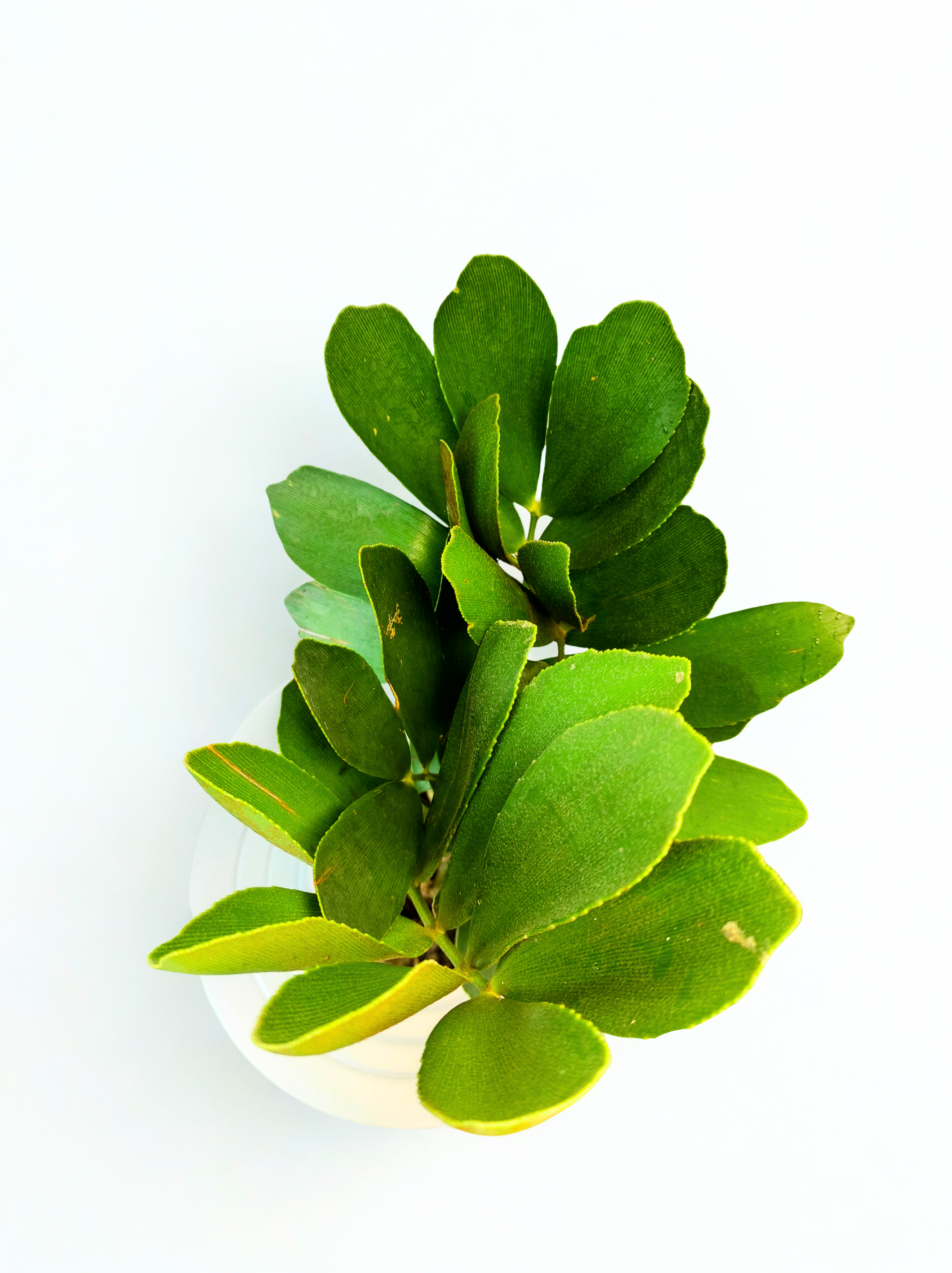 Zamia Palm