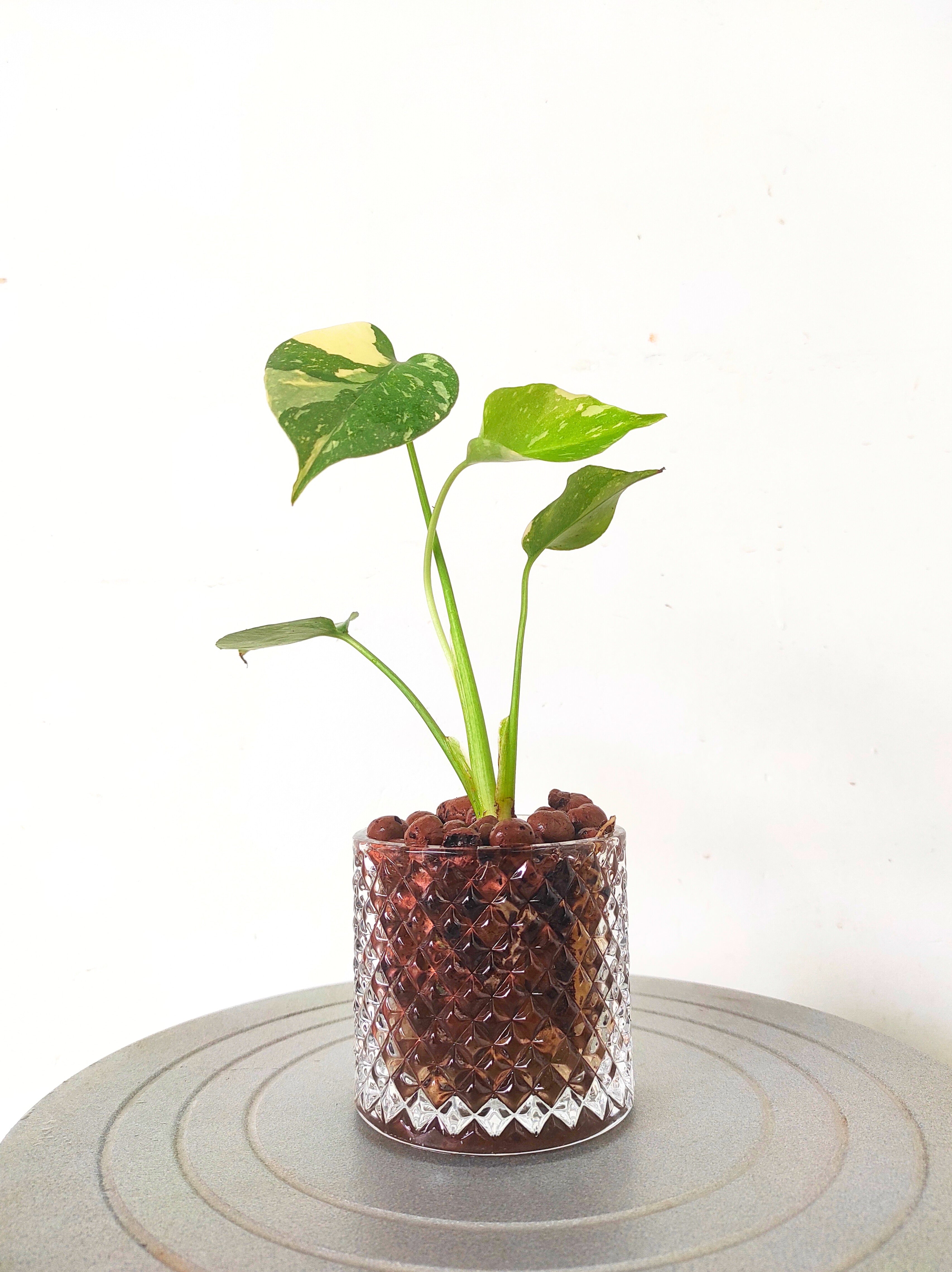 Monstera Thai Constellation