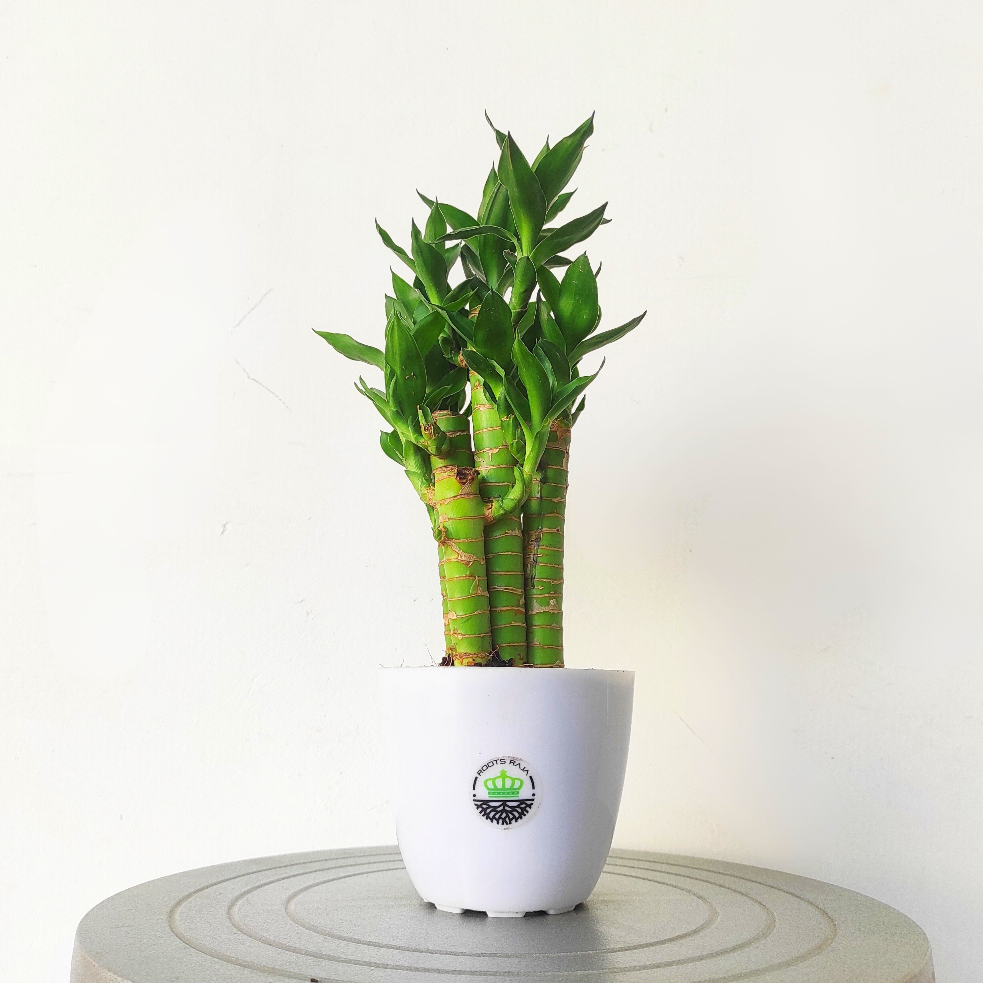 Lotus Bamboo Plant (5 Sticks)