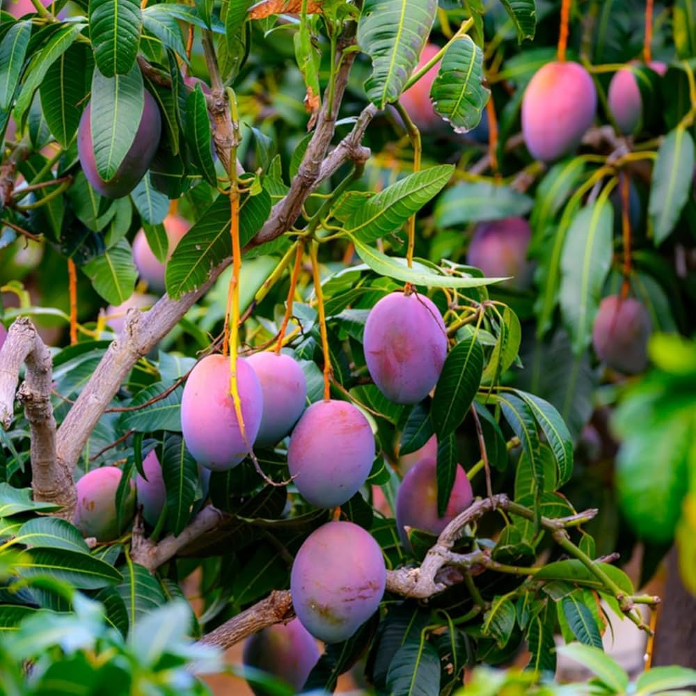 Grafted Miyazaki Mango