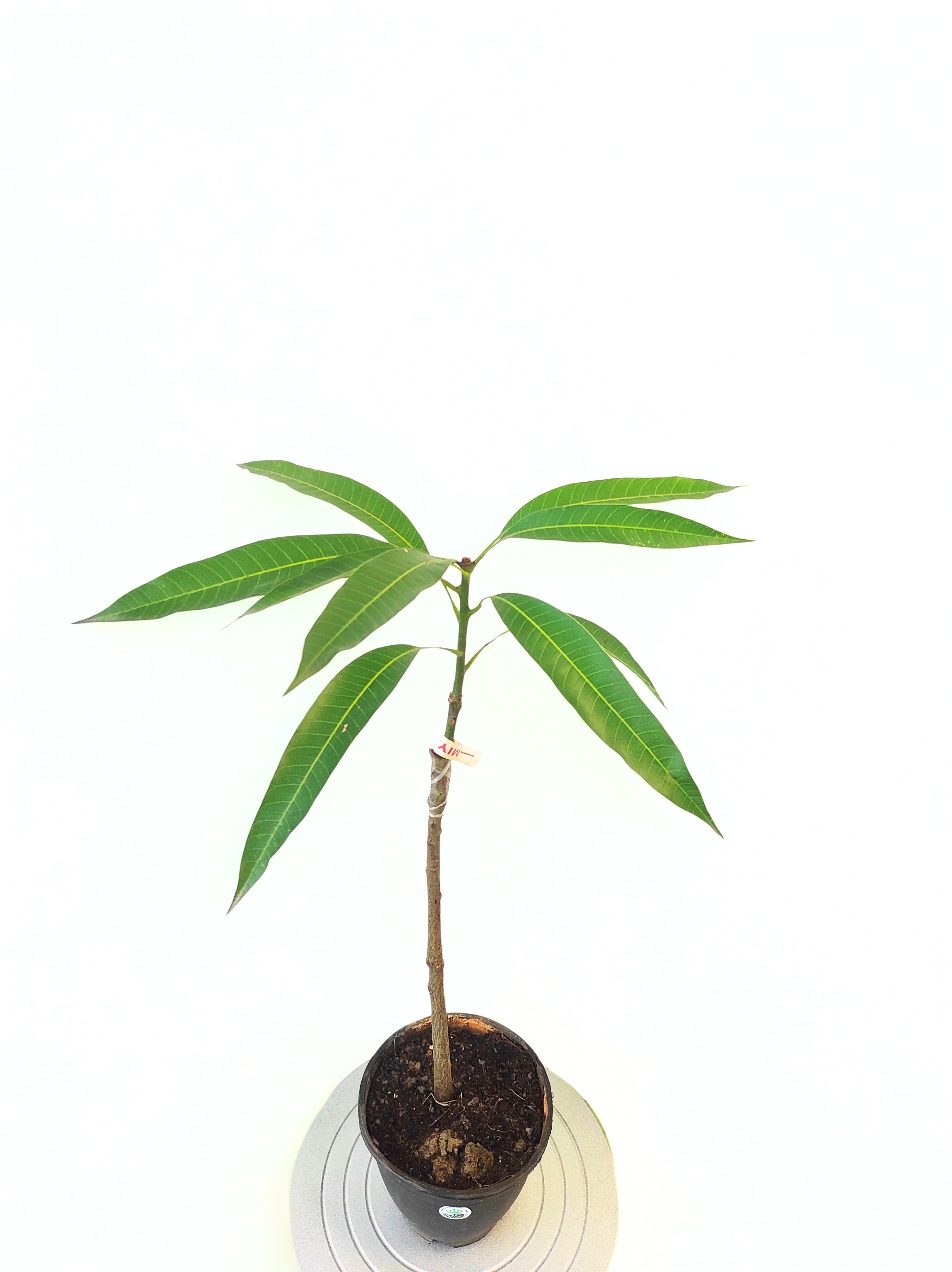 Grafted Miyazaki Mango