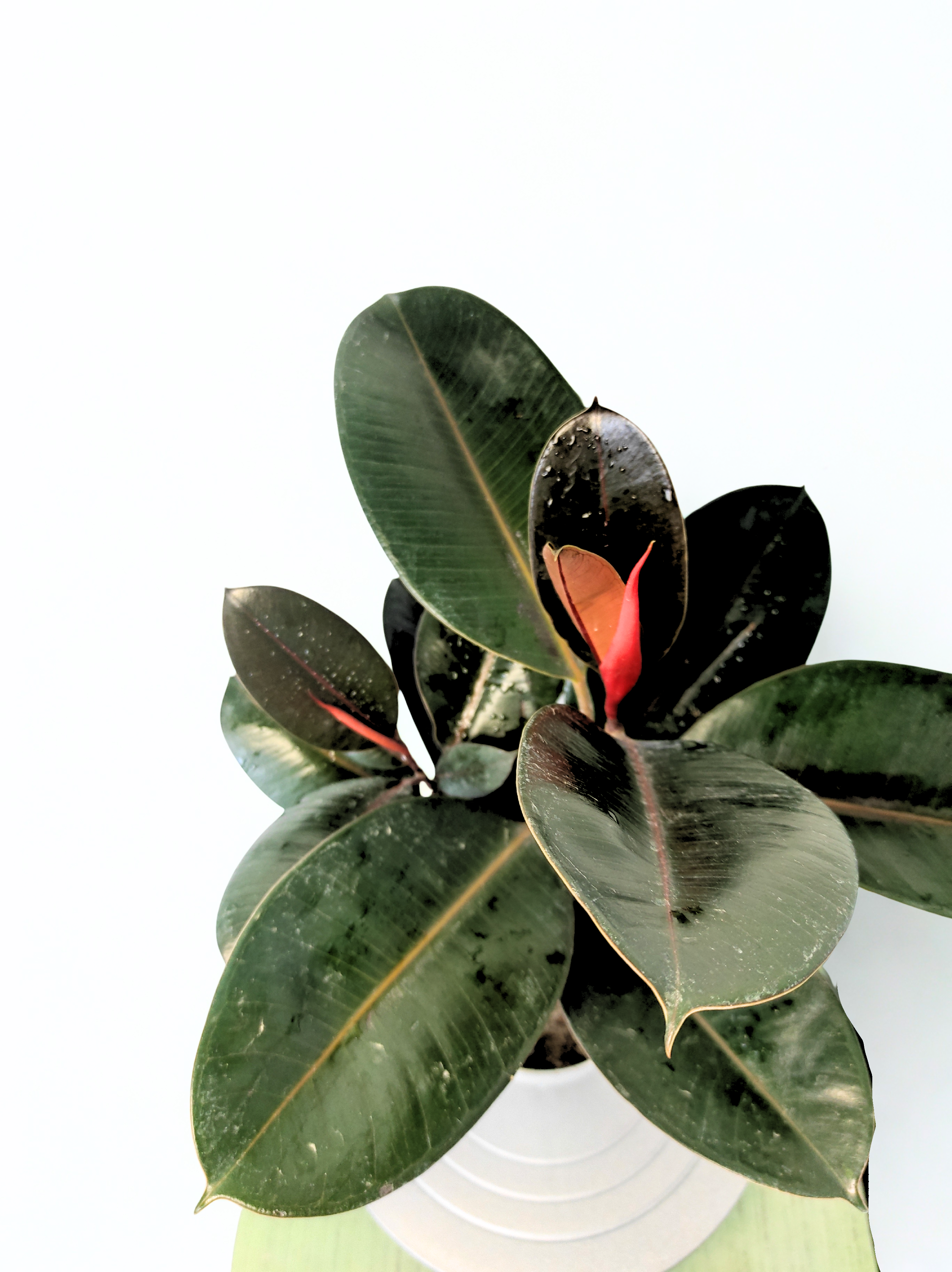 rubber plant indoor vastu Rubber Plant Vastu: Enhance Your Space with Positive Energy – rootsraja.in