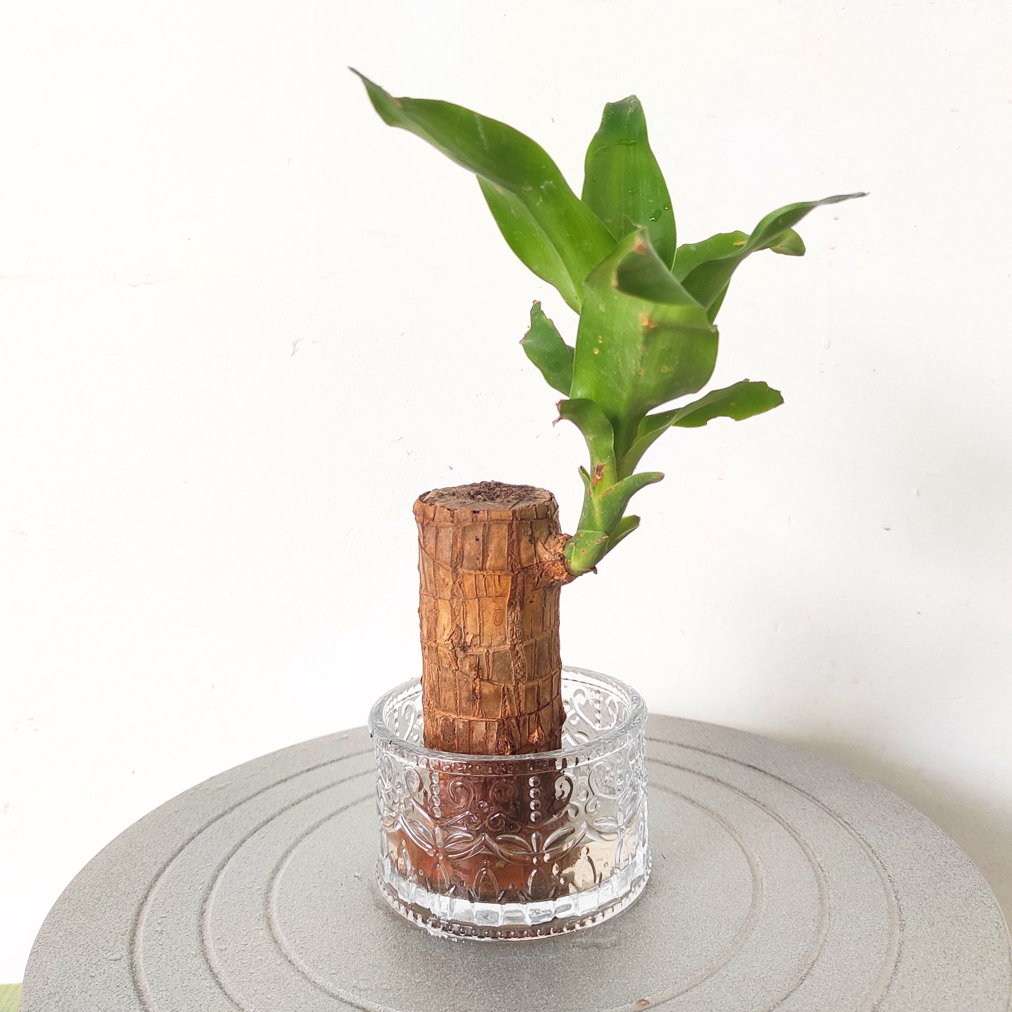 Brazilian Wood Plant