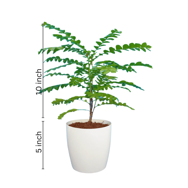 Amarus Plant