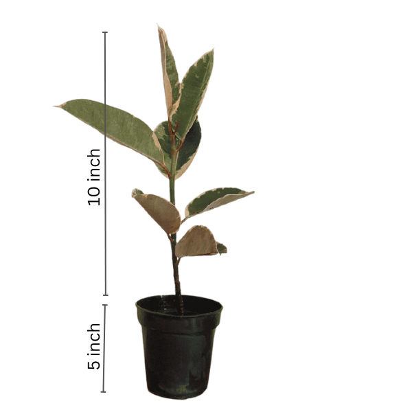 Rubber Plant Variegated