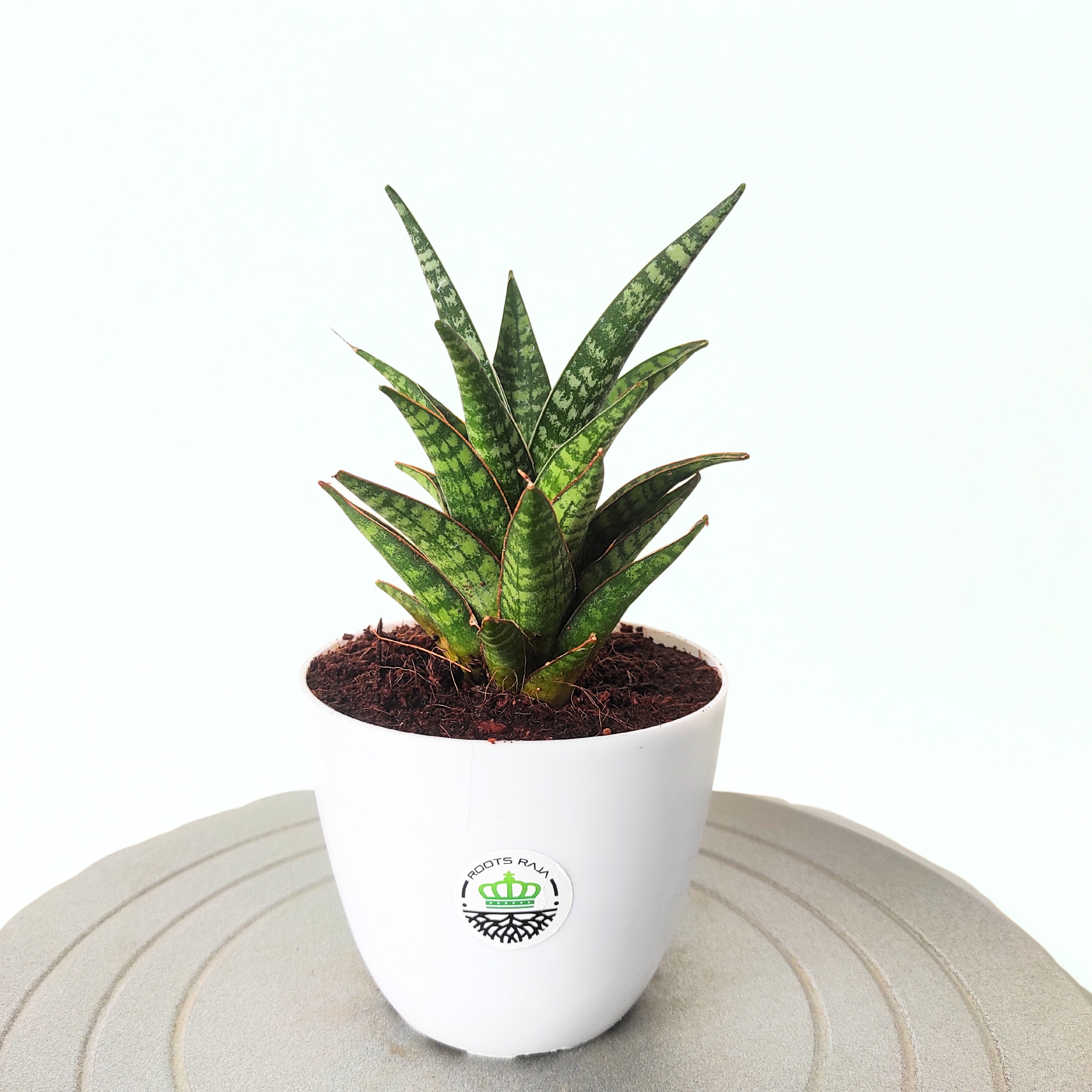 sansevieria crocodile rock Snake Plant Crocodile Rock – Unique & Low-Maintenance Houseplant – rootsraja.in