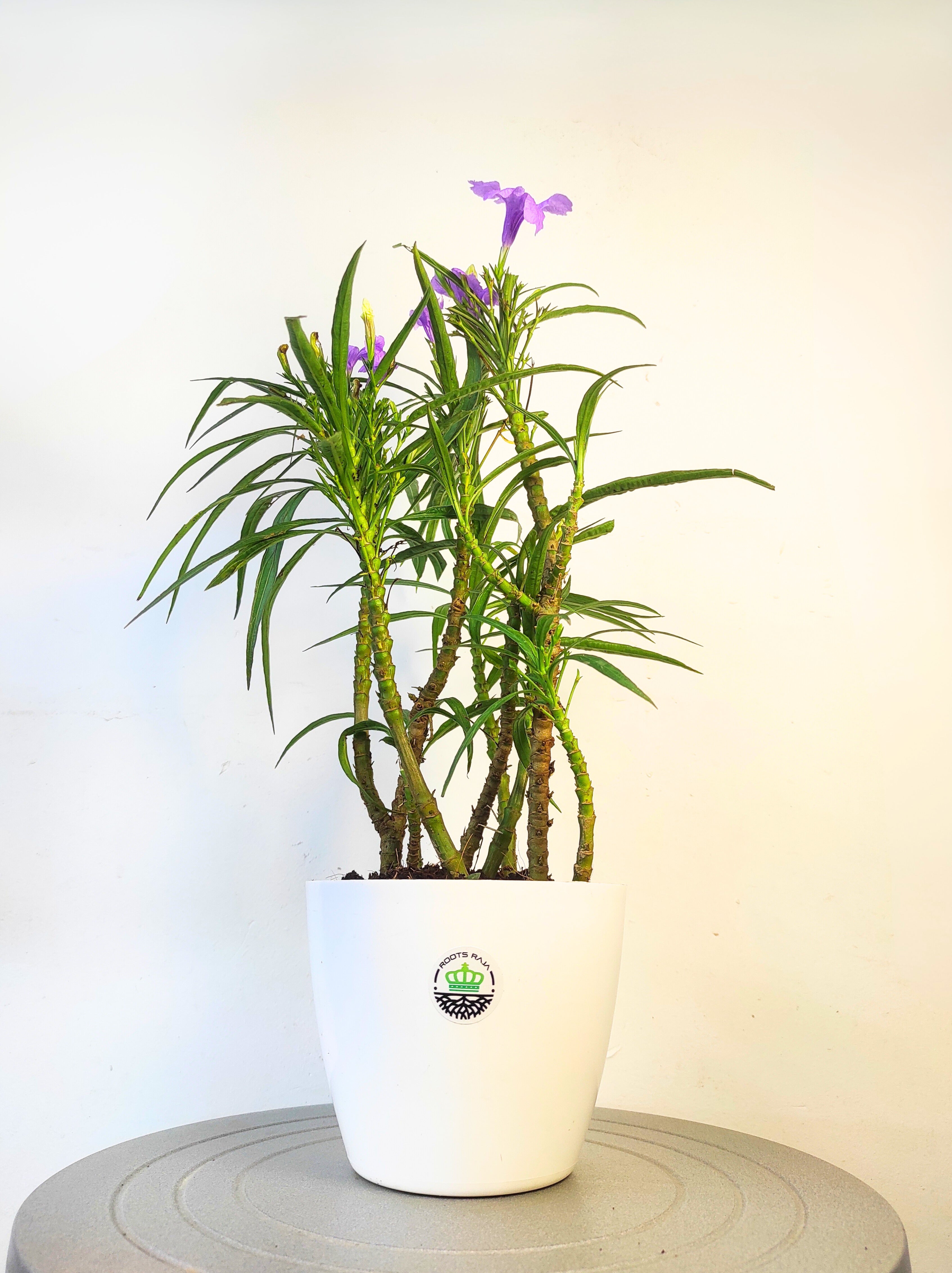 Nargis Plant
