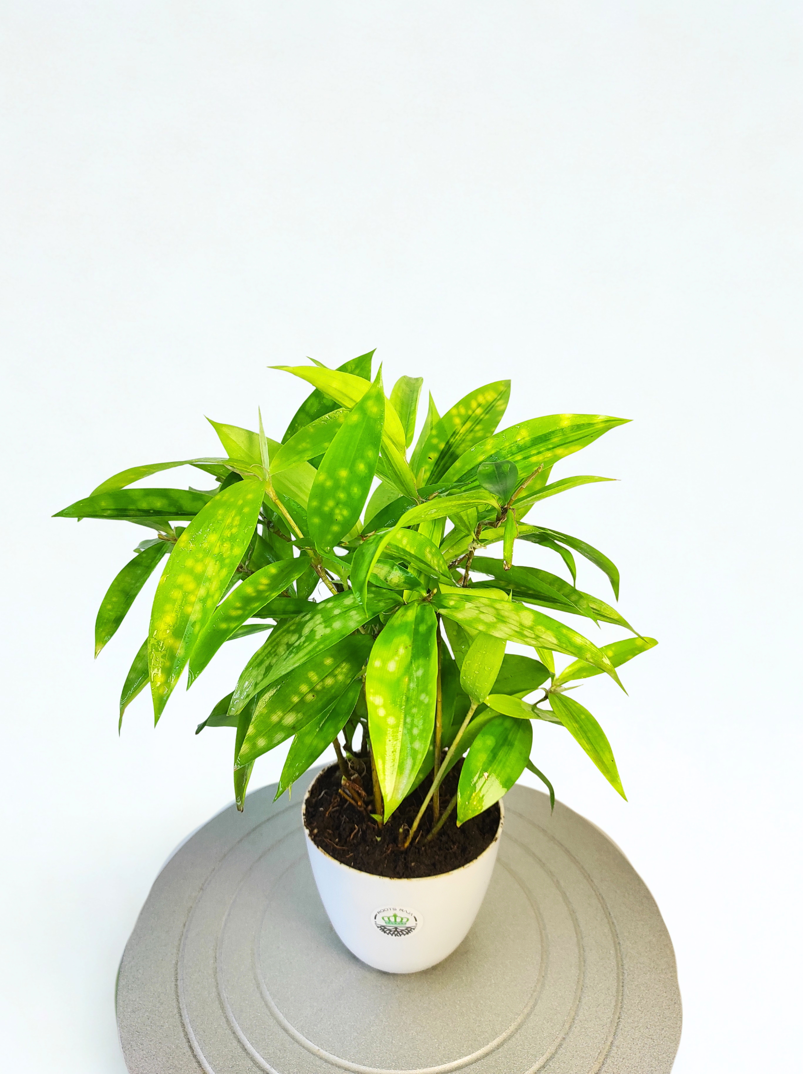 dracaena golden milky Dracaena Milky Way, Elegant Indoor Plant for Stylish Green Spaces – rootsraja.in