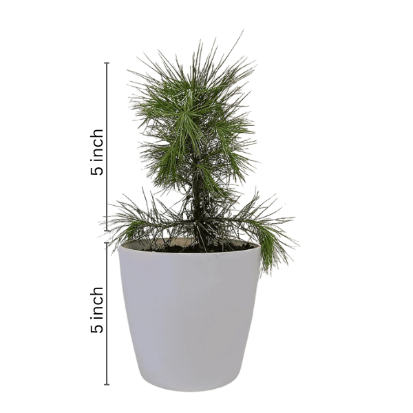 Pinus Nigra