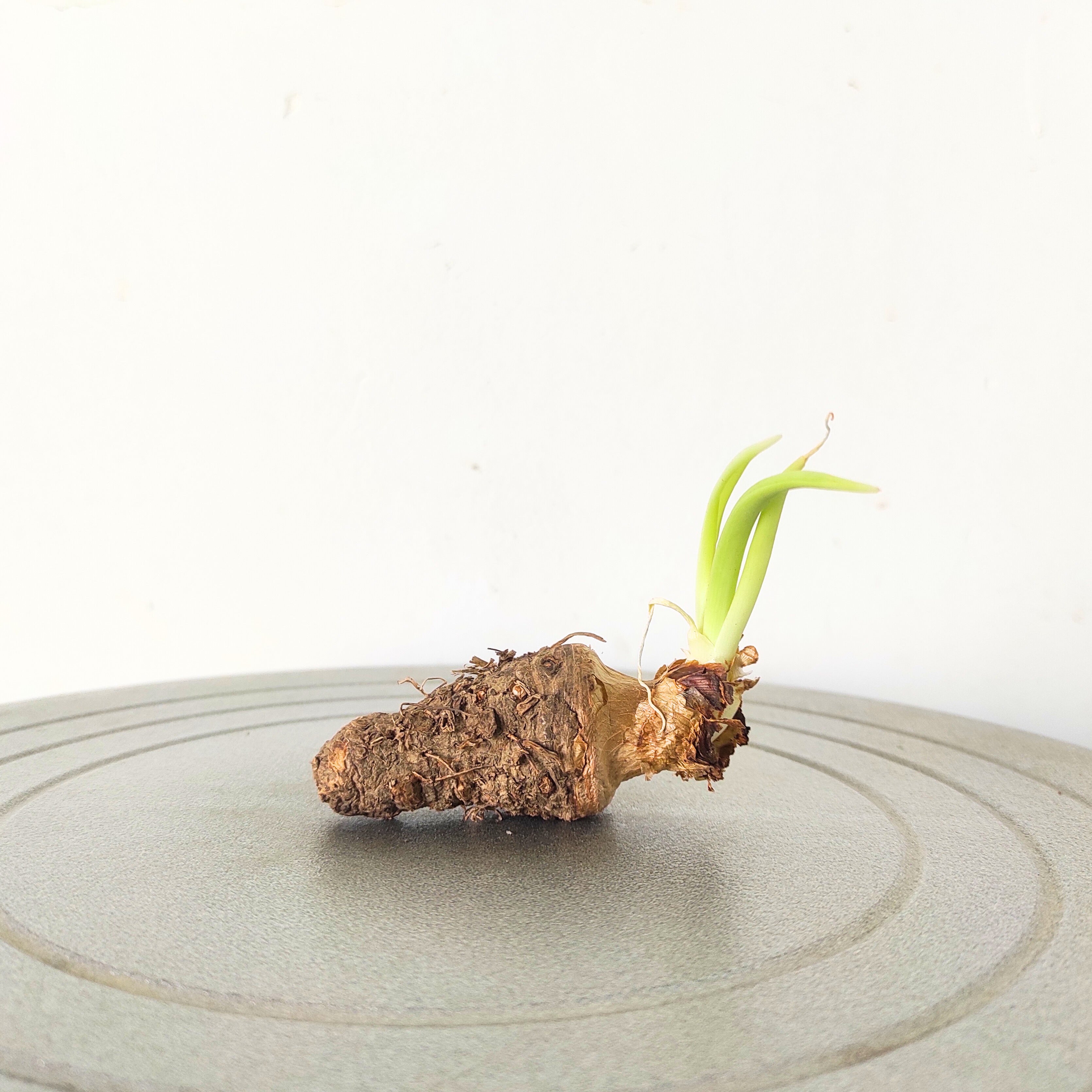 Rajnigandha Bulb