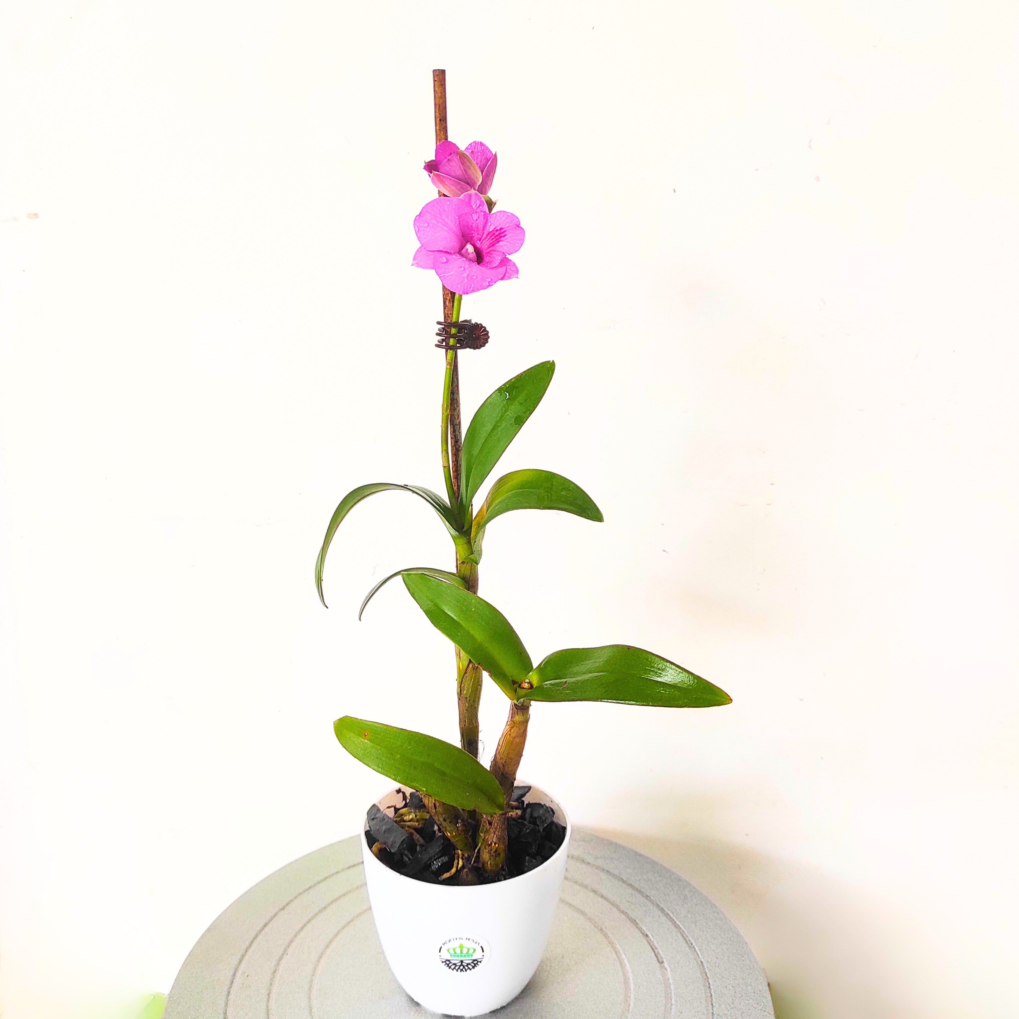 Vanda Orchid