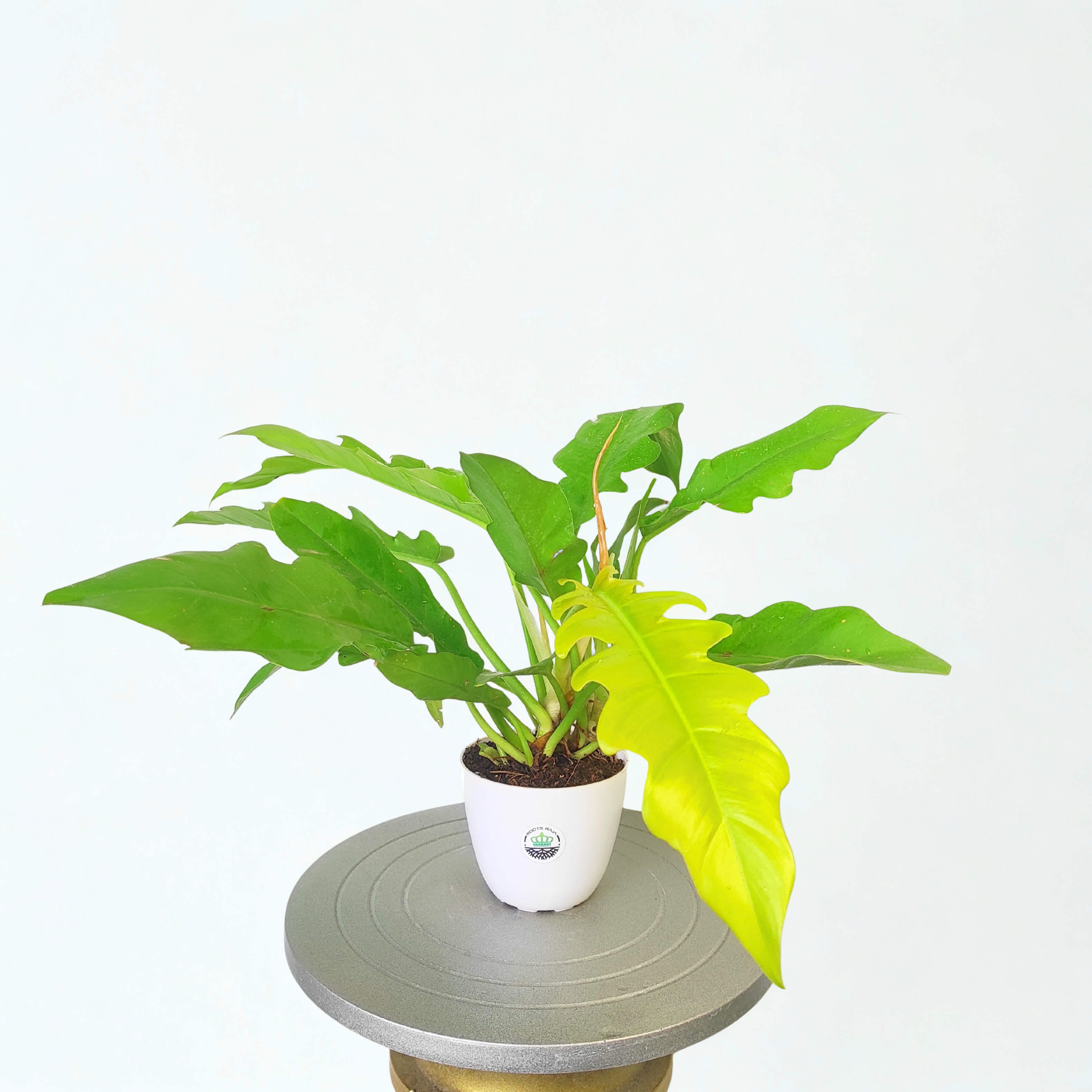philodendron green saw Philodendron Golden Saw Plant Online – Vibrant & Easy Care