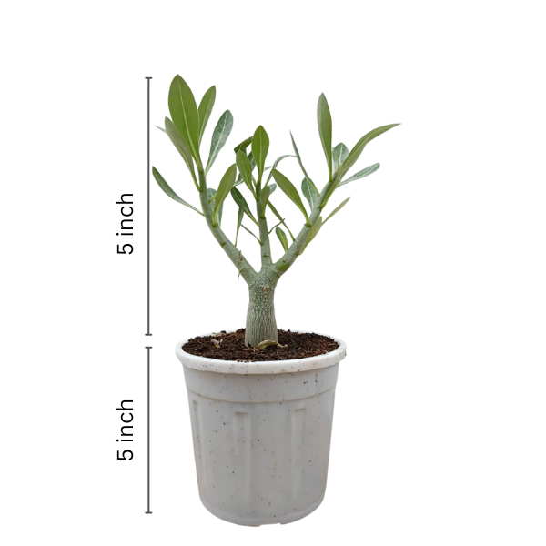 Adenium Seedlings