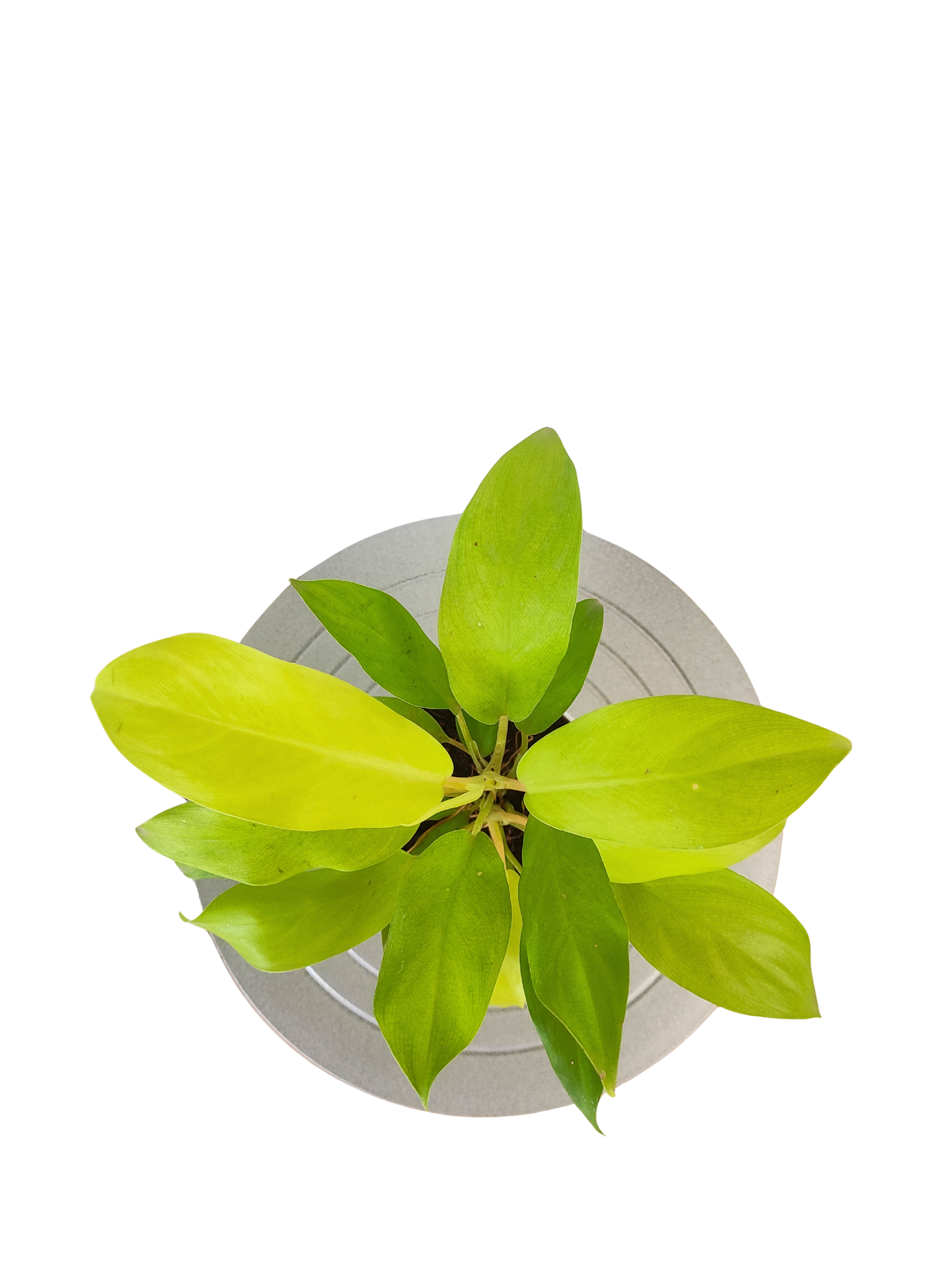 Philodendron Ceylon Golden