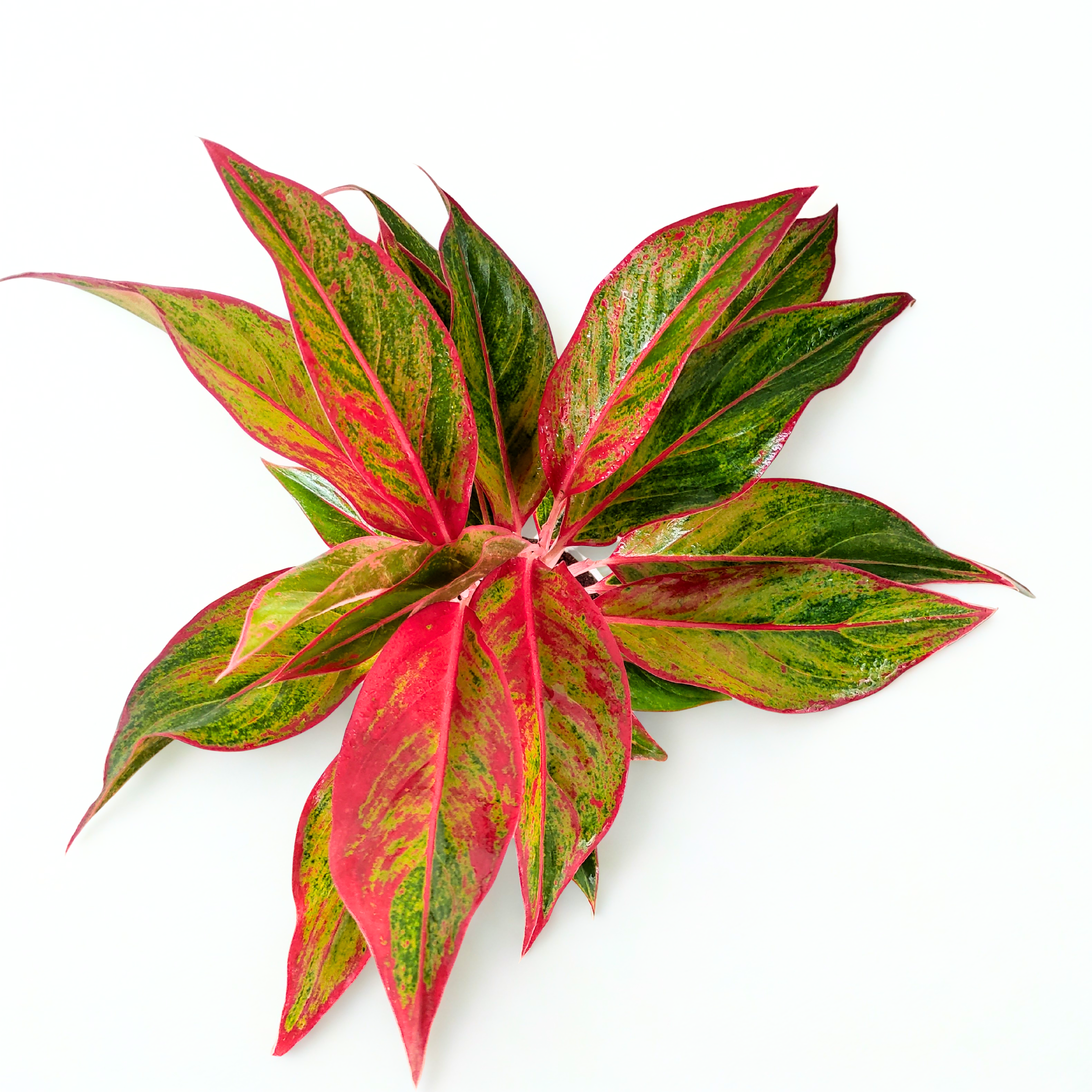 Aglaonema Red Lipstick