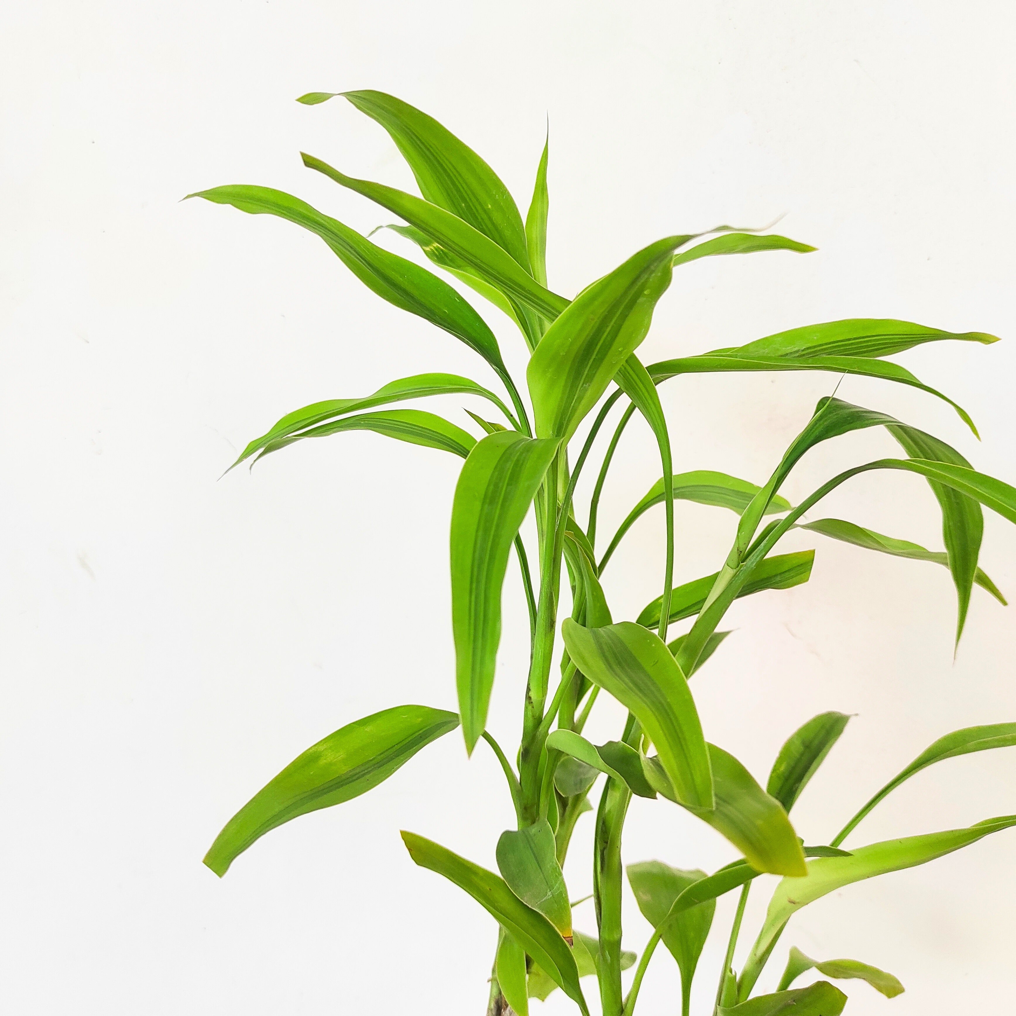 Lucky Bamboo Plant (Soil)