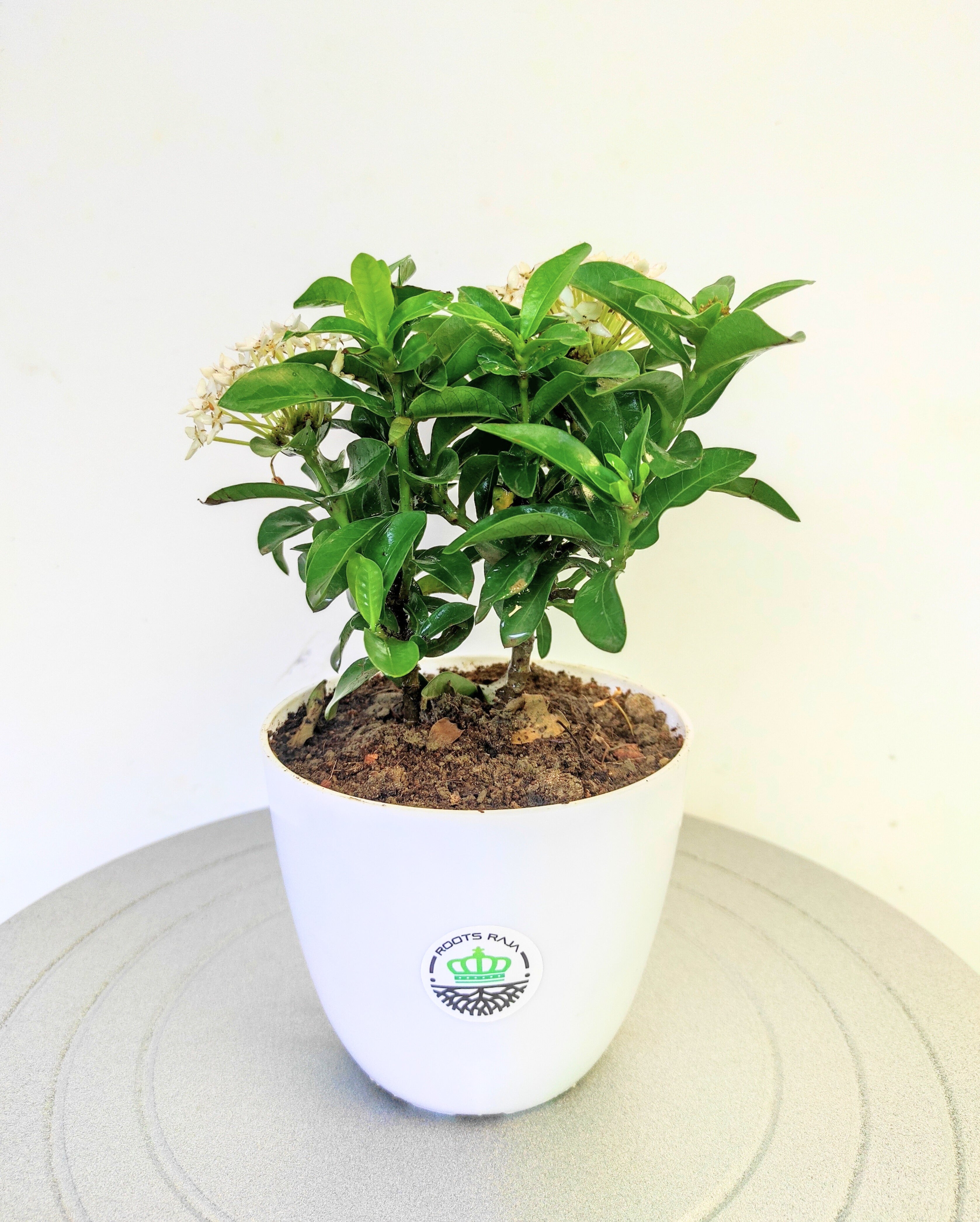 Ixora (White)