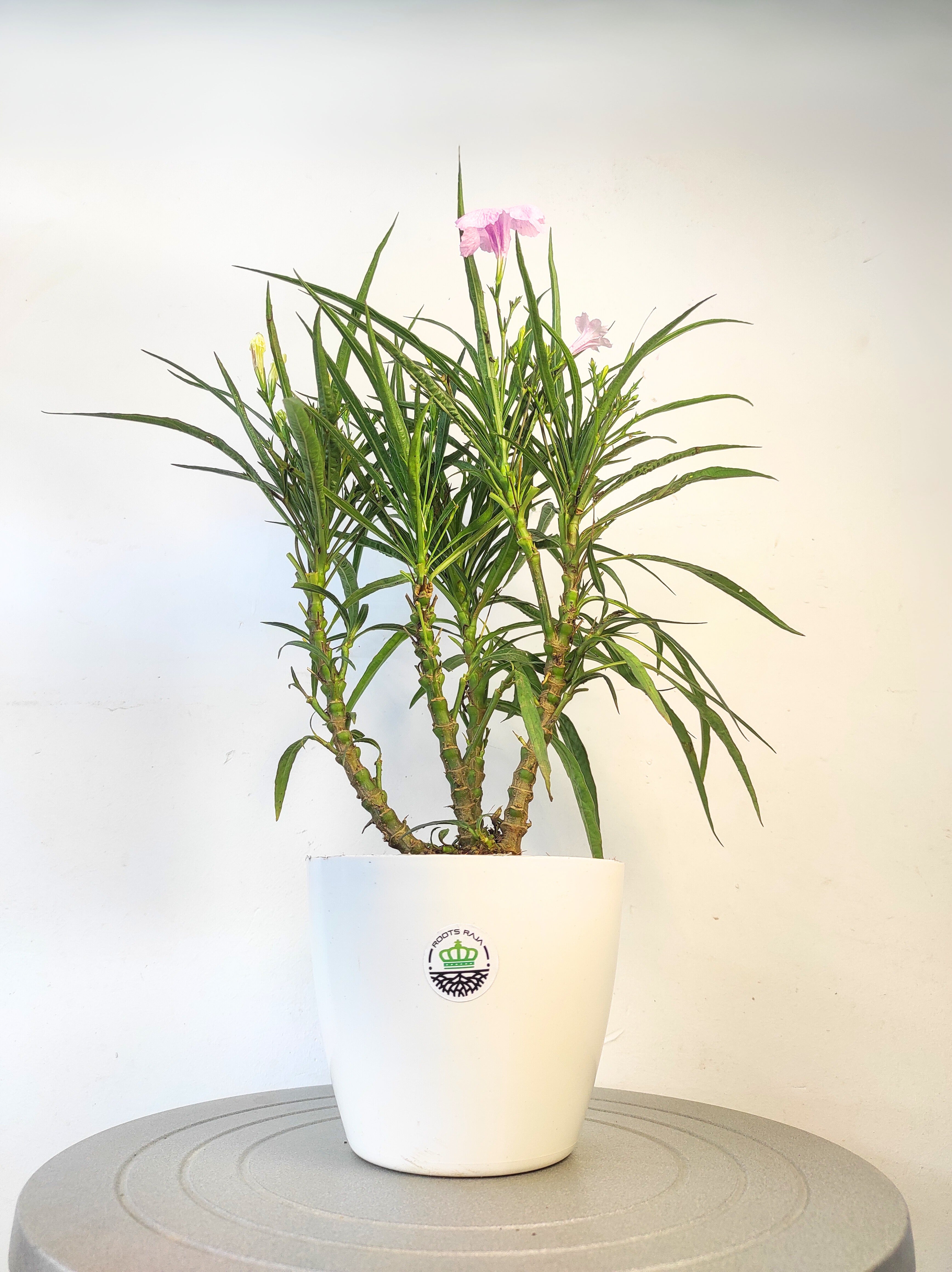 Nargis Plant