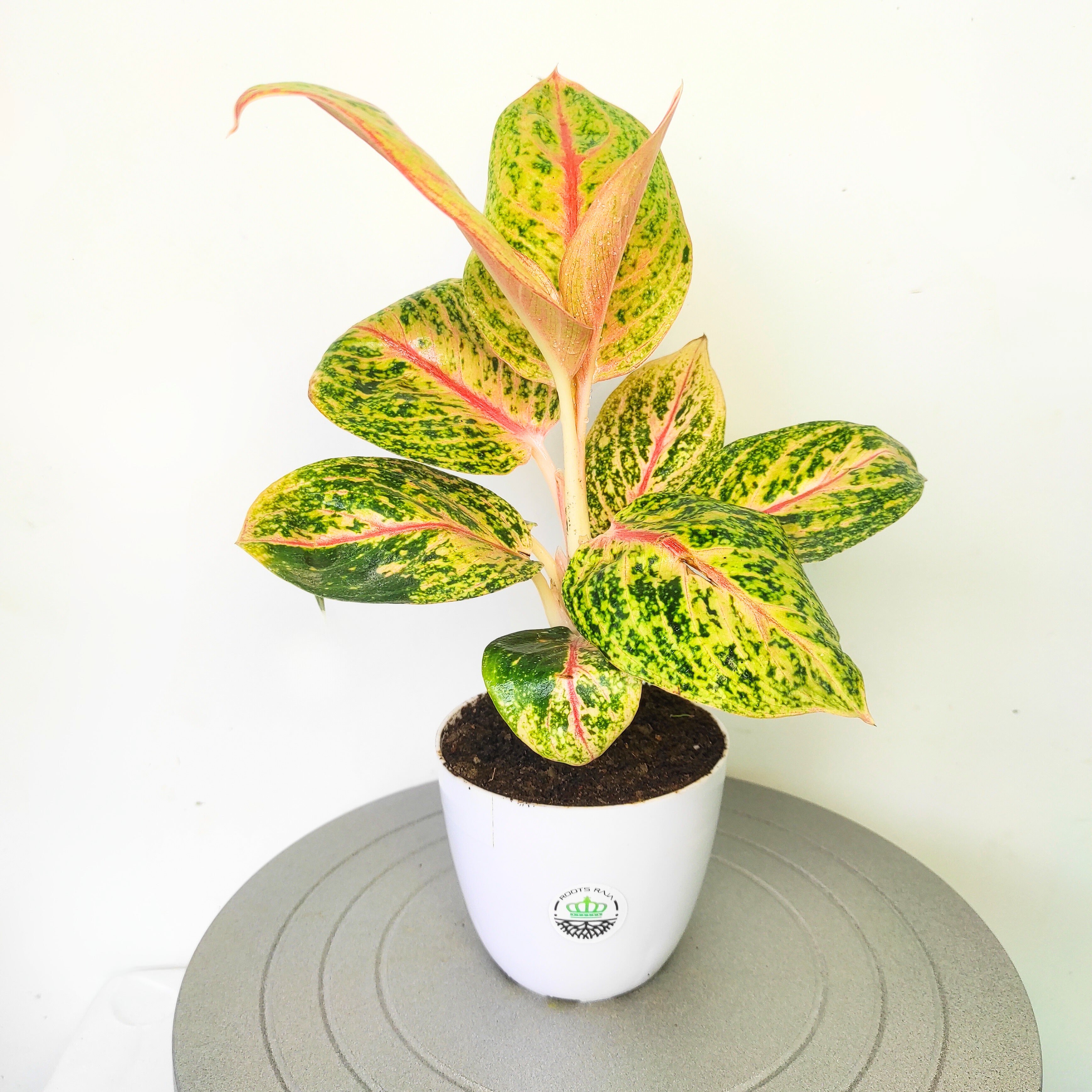 Aglaonema 'Golden Powder'