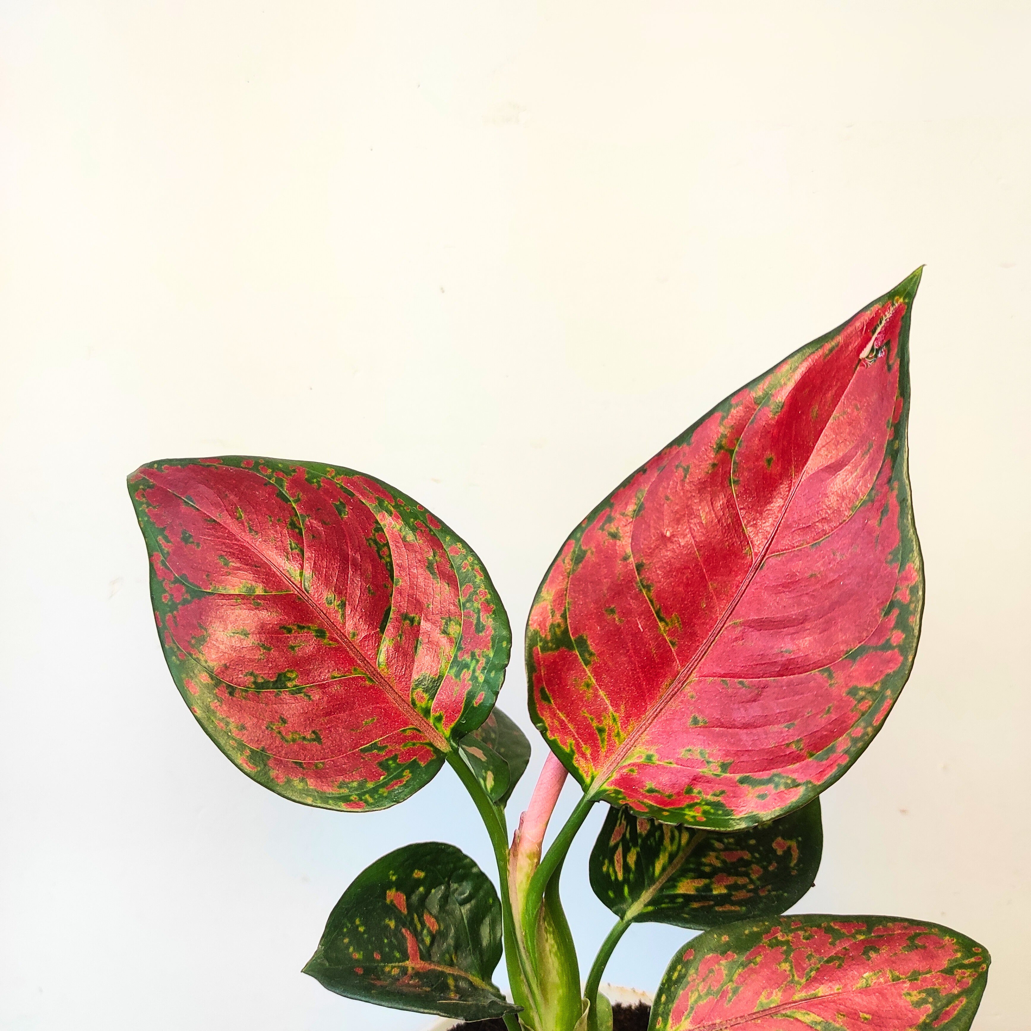Aglaonema Red wine