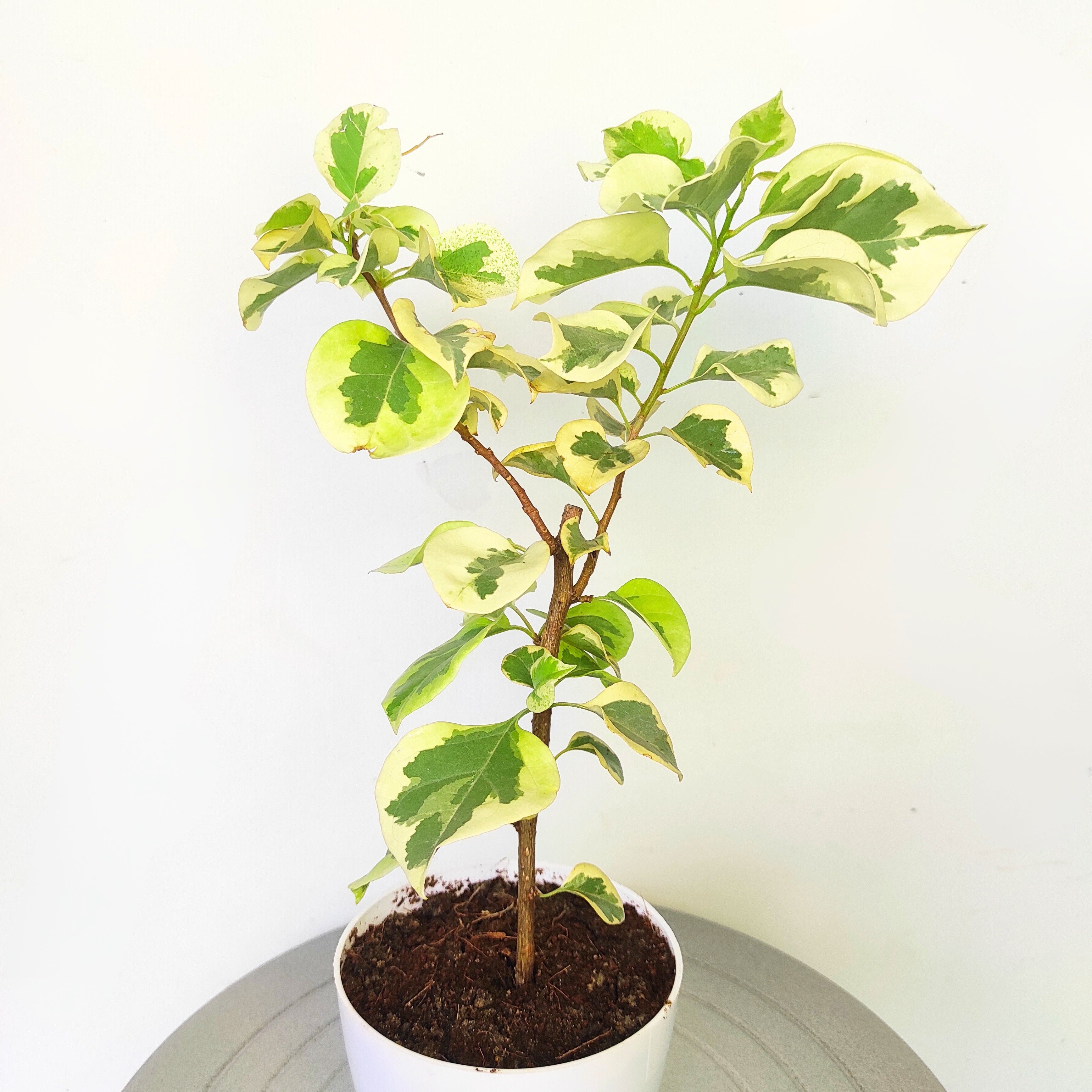 Bougainvillea Variegated