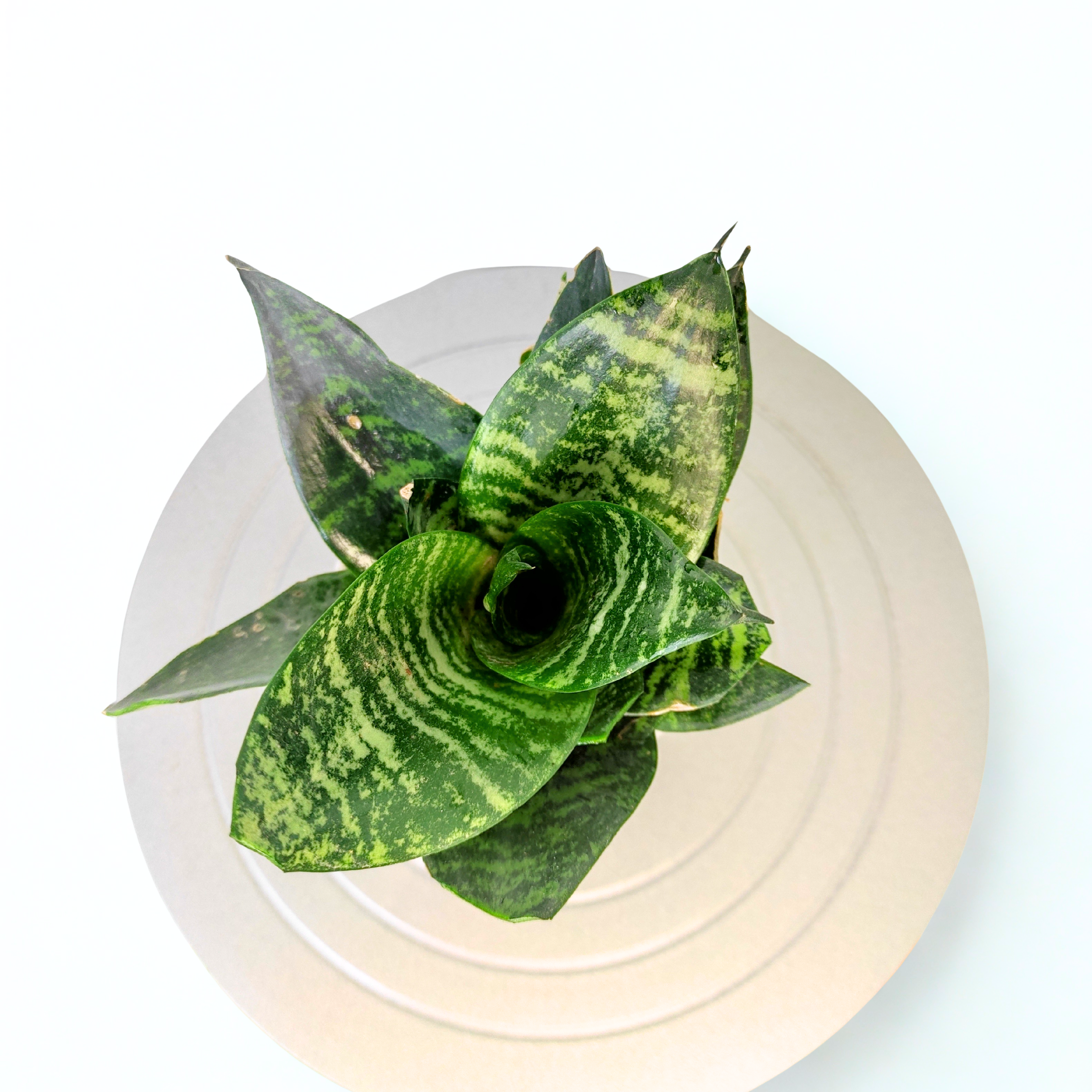 Snake Hanhii Plant