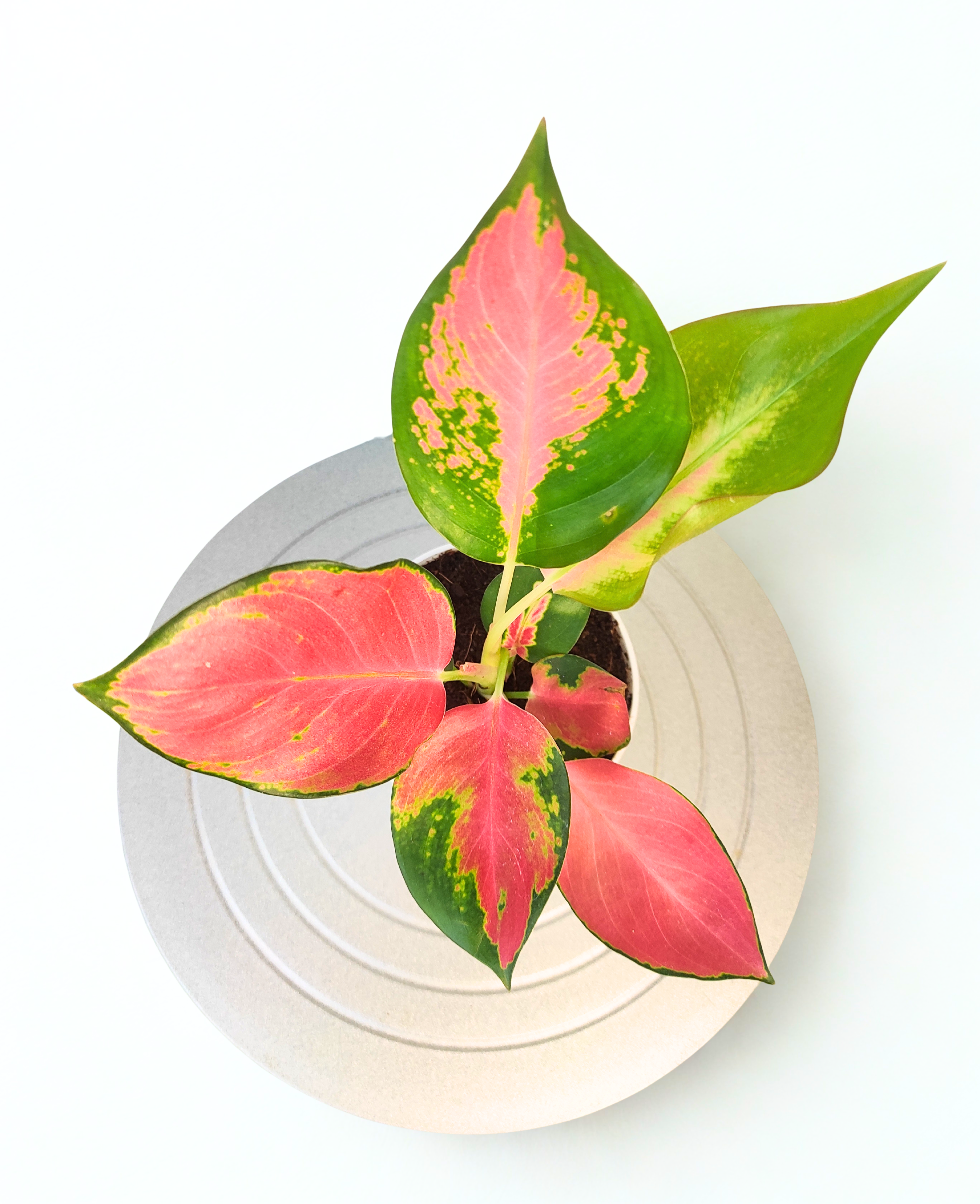 Aglaonema Pink Ruby