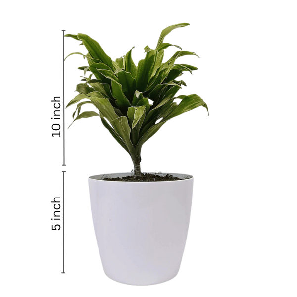 Dracaena (Janet Craig)