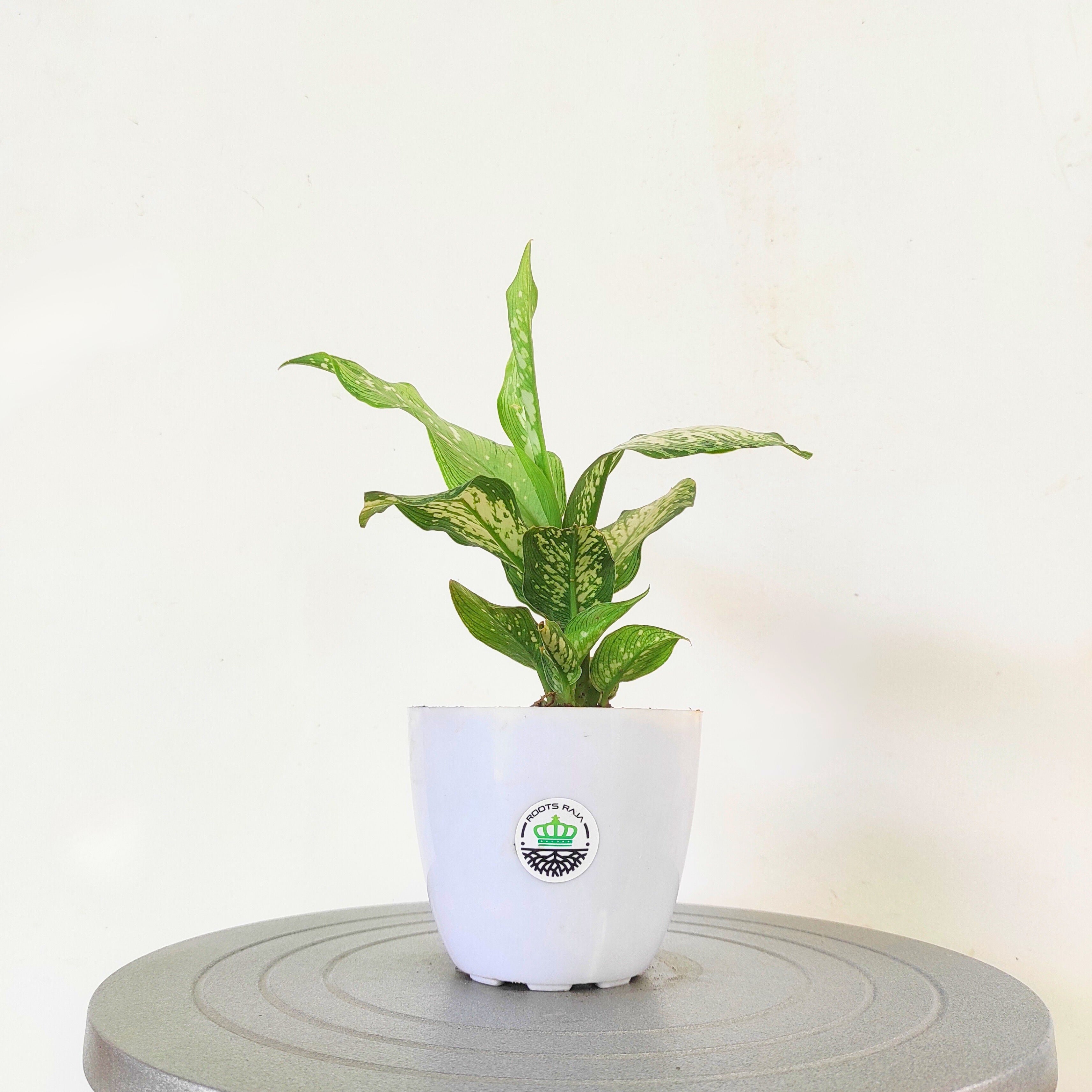 Aglaonema Angel