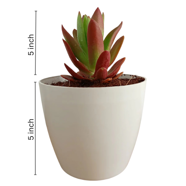 Crassula Capitella Campfire