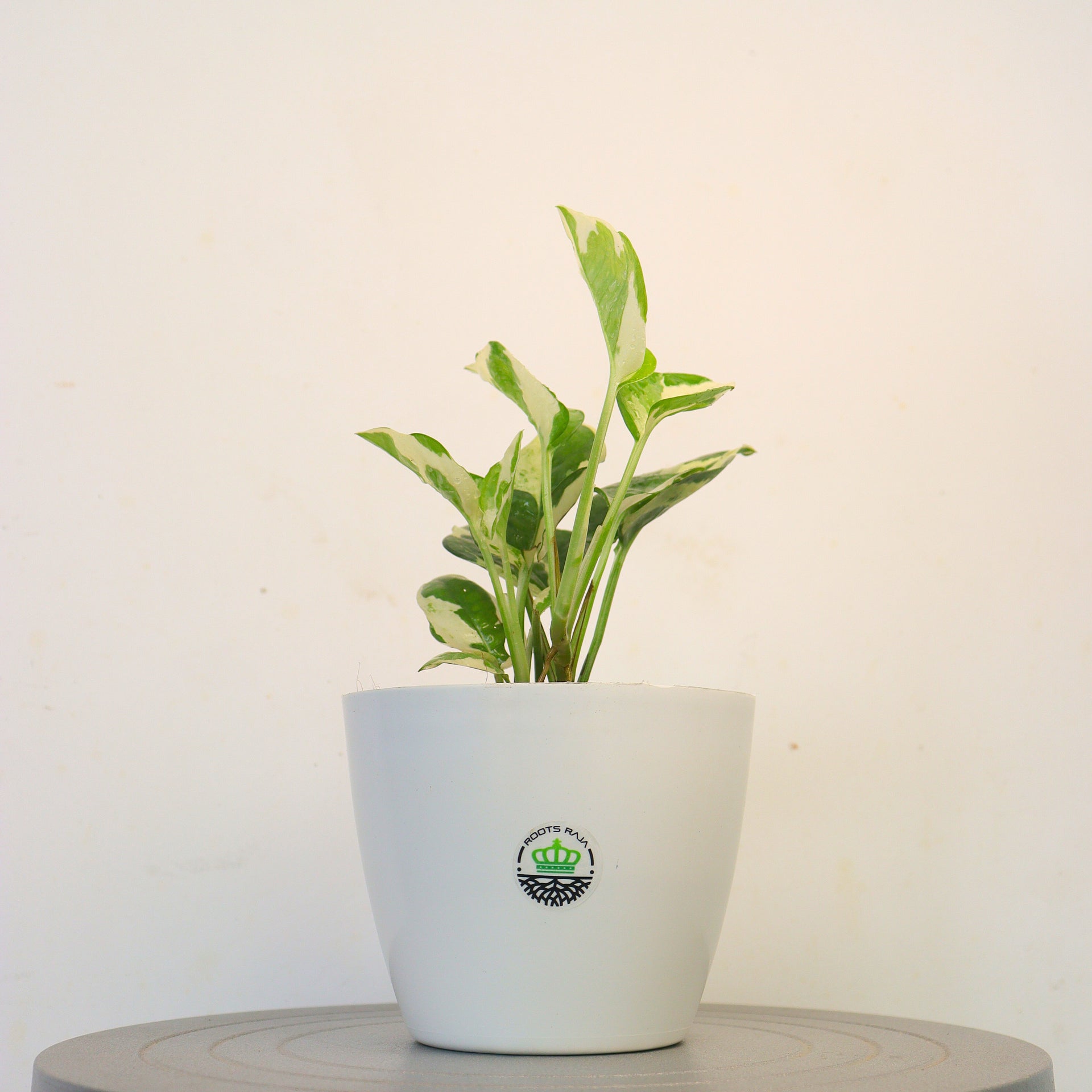 money plant consultancy pune Buy Manjula Money Plant Online - Variegated Beauty