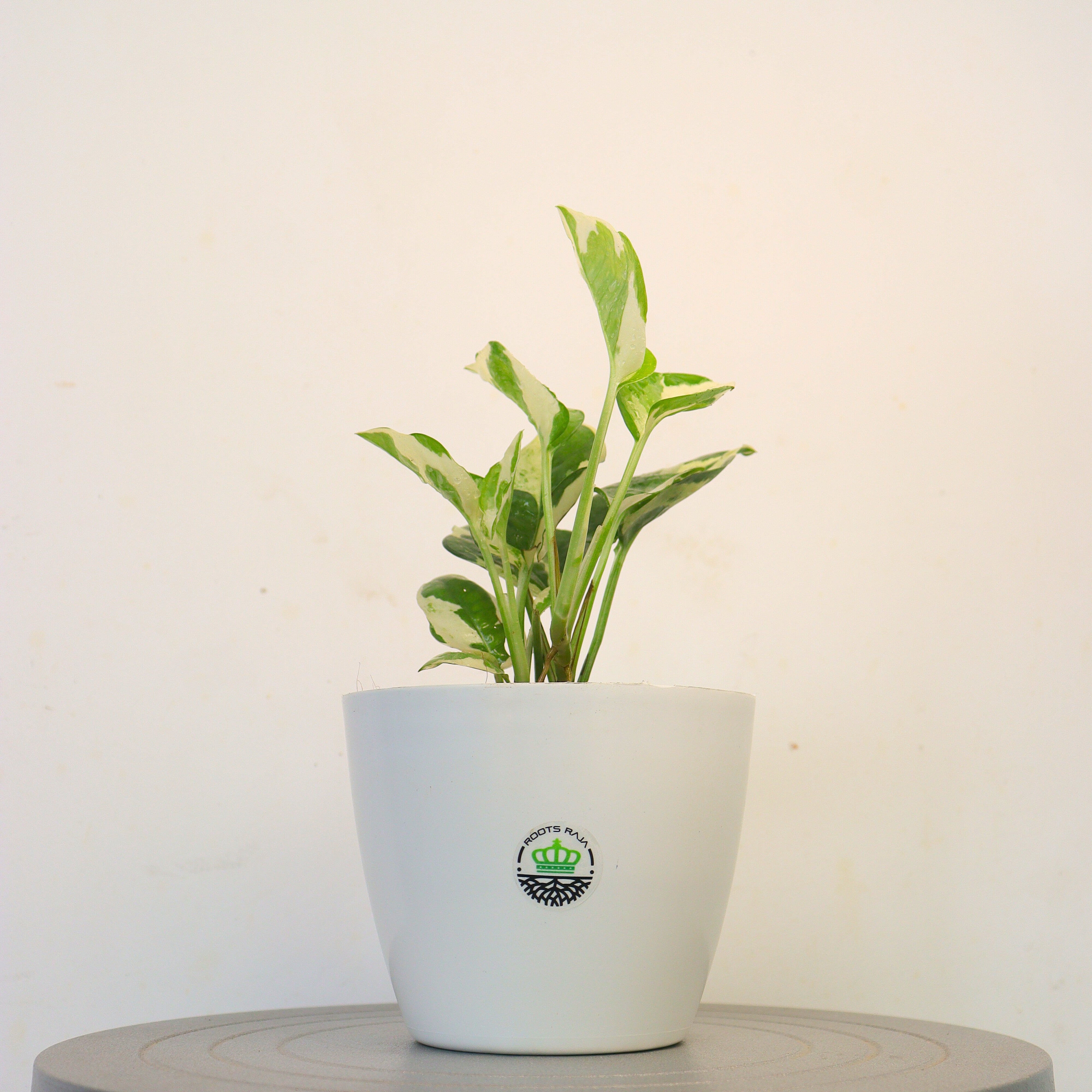 Manjula Money Plant