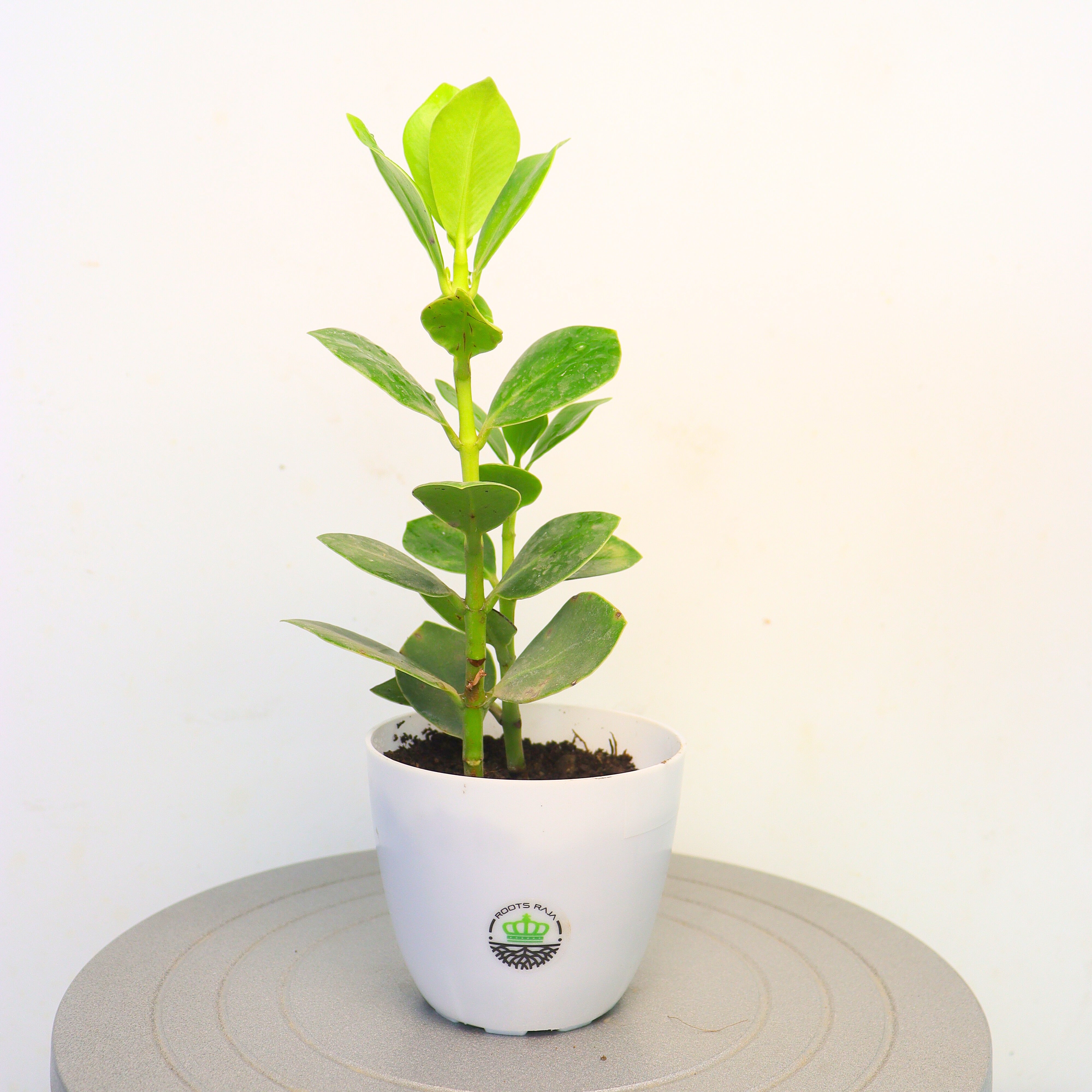 Clusia rosea (Autograph Tree)