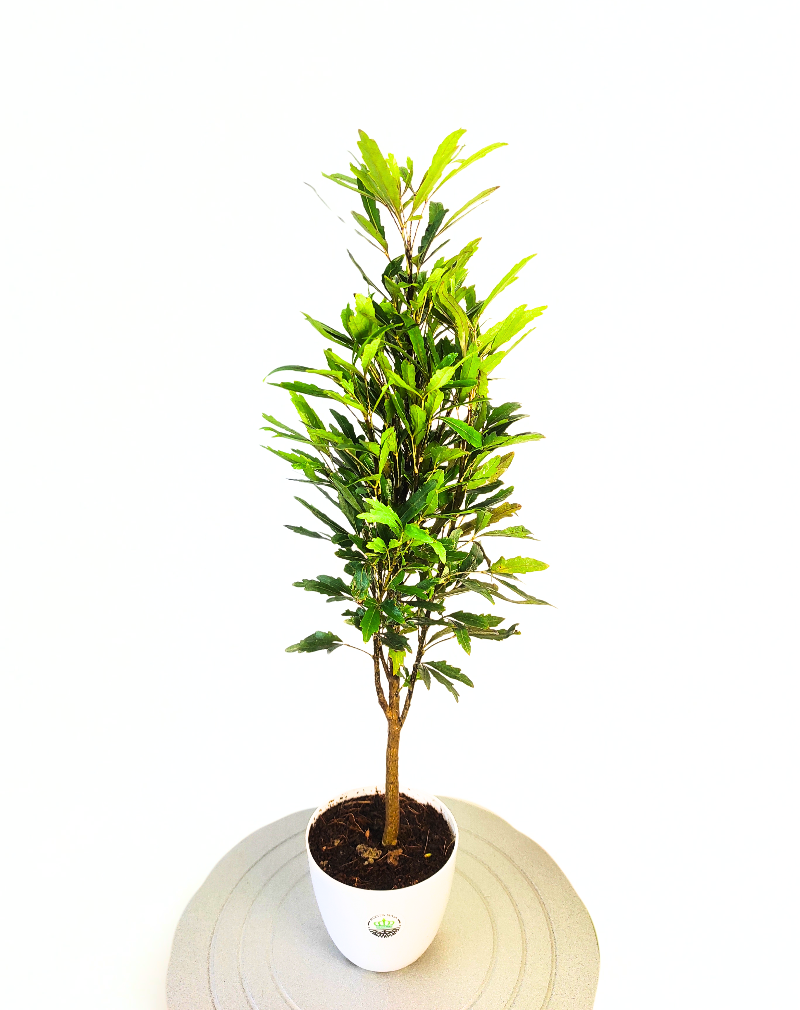 False Aralia